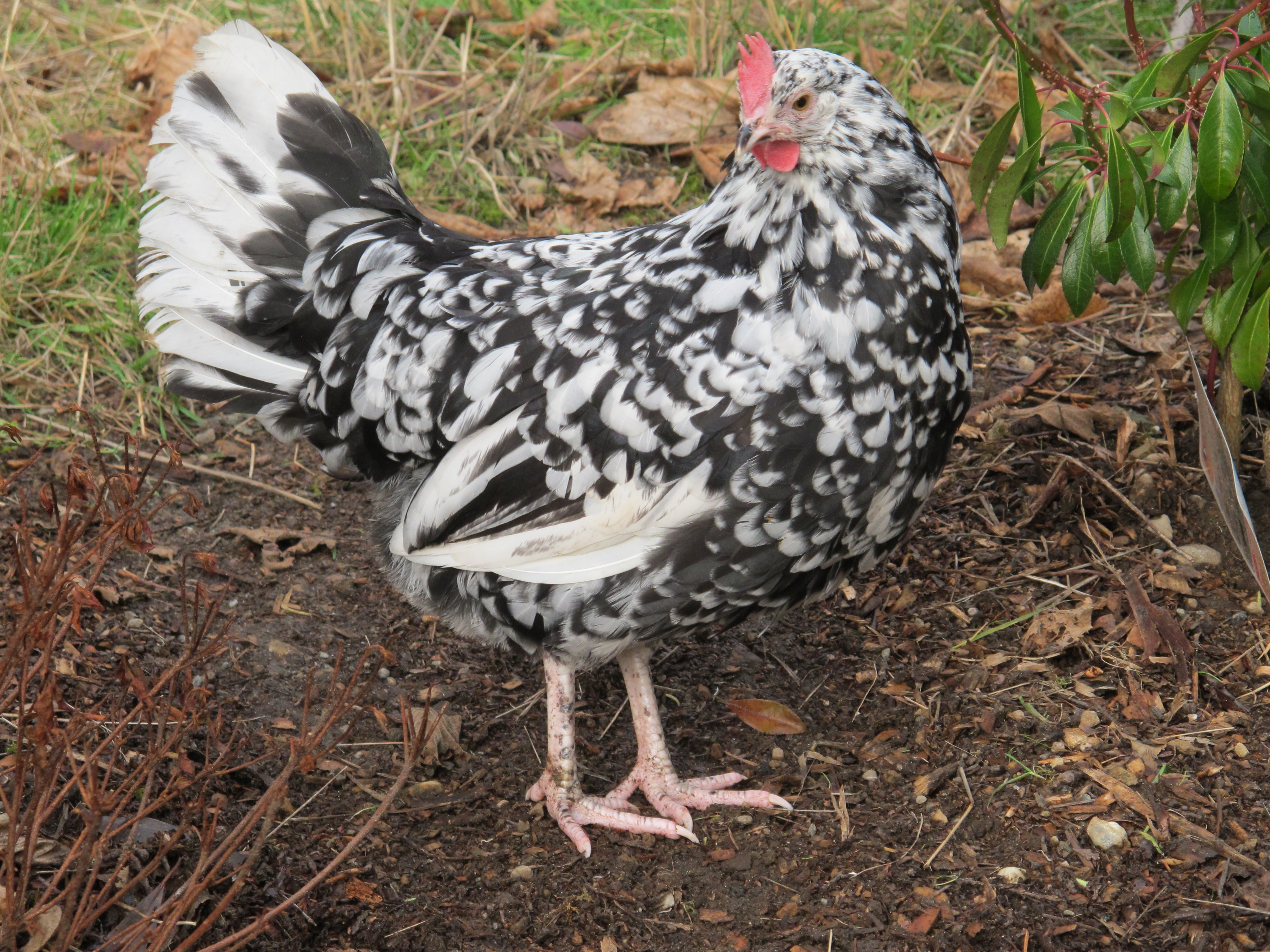 "fleur" is growing up and getting awful pretty!