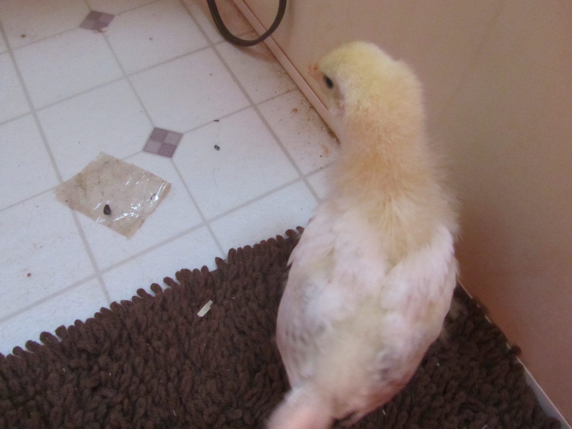 Flier - Delaware - 2 weeks