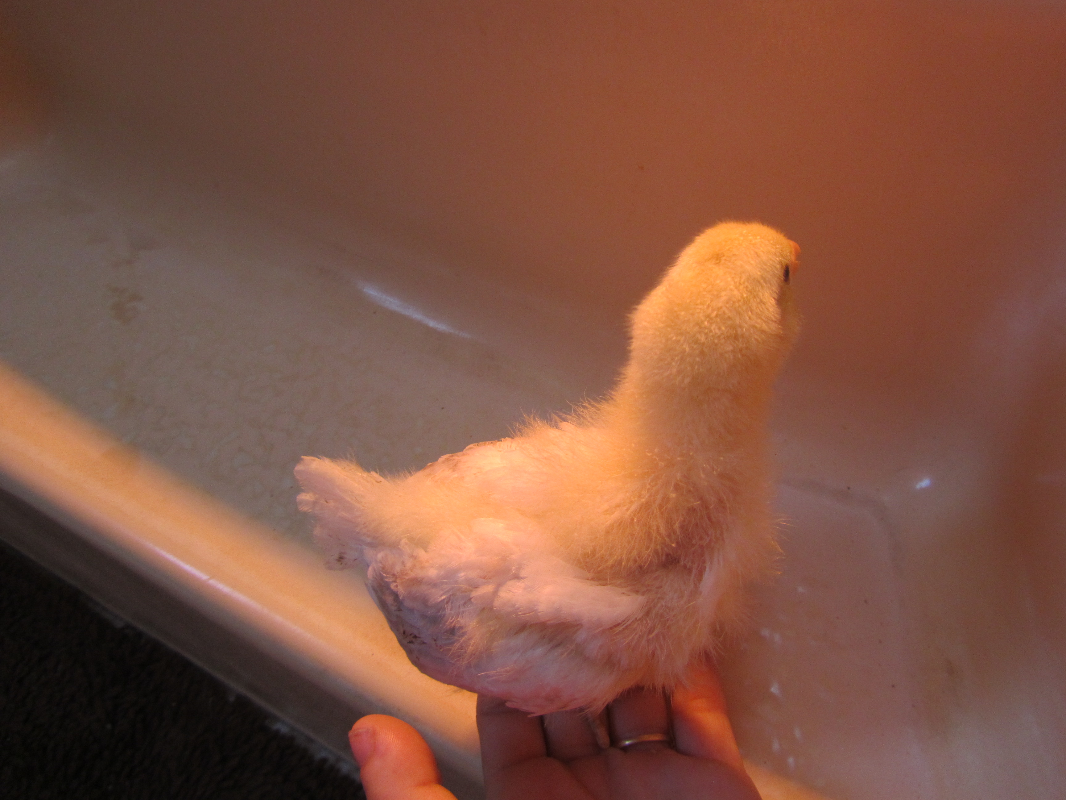 Flier - Delaware - 2 weeks