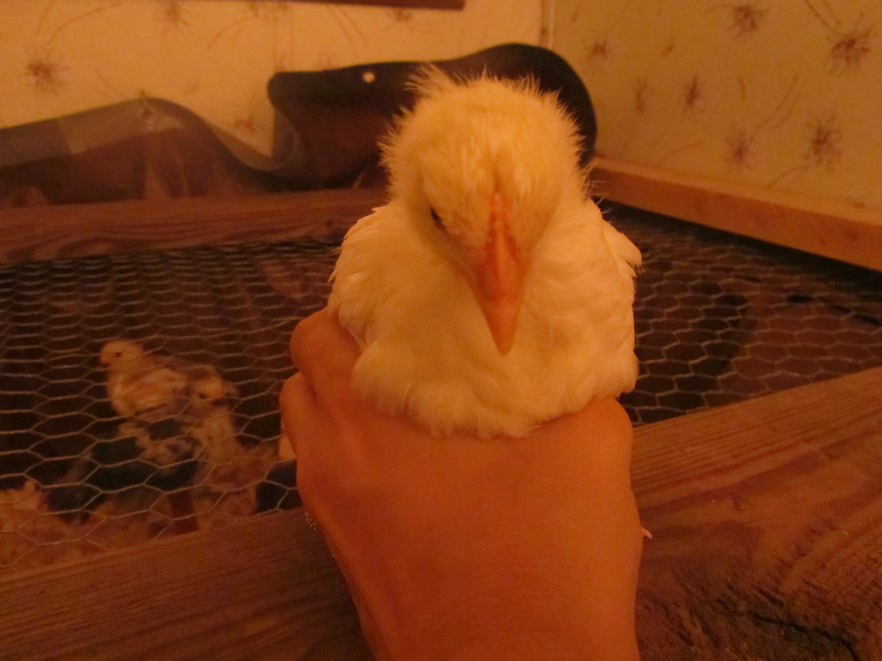 Flier - Delaware - 3 week old comb