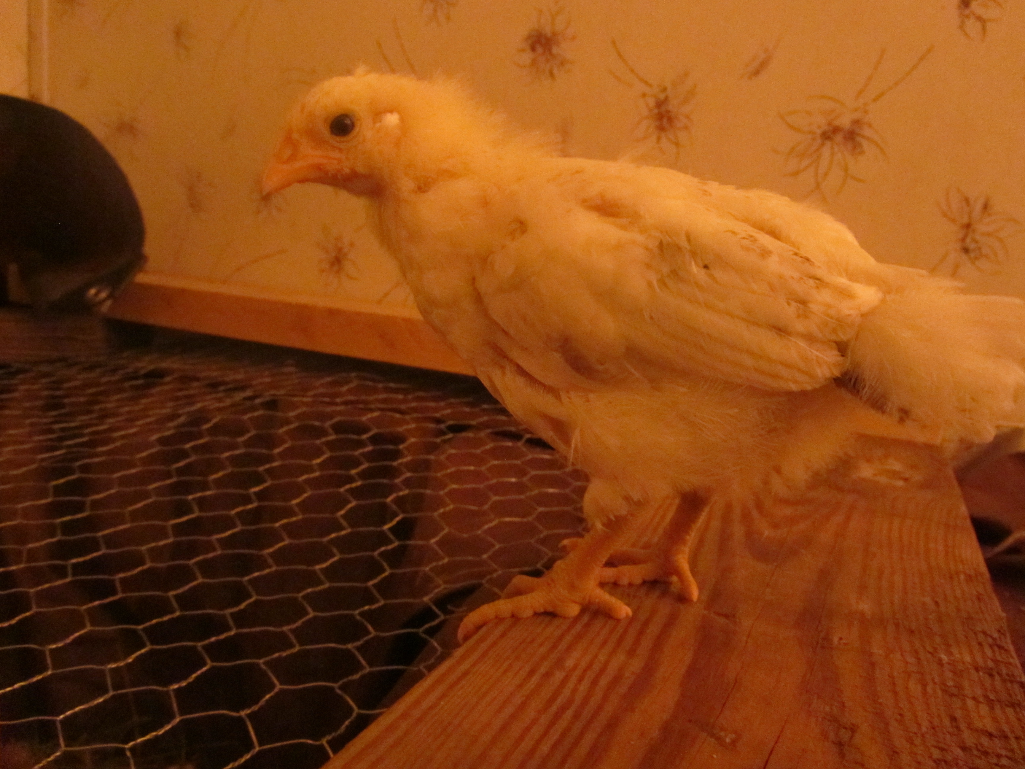 Flier - Delaware - 3 week old profile