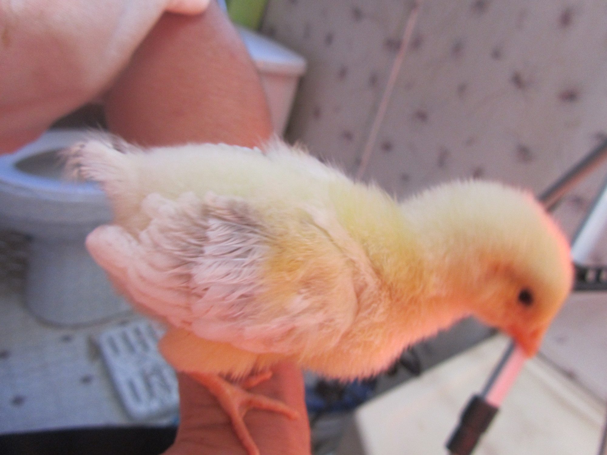 Flier - One week old Delaware