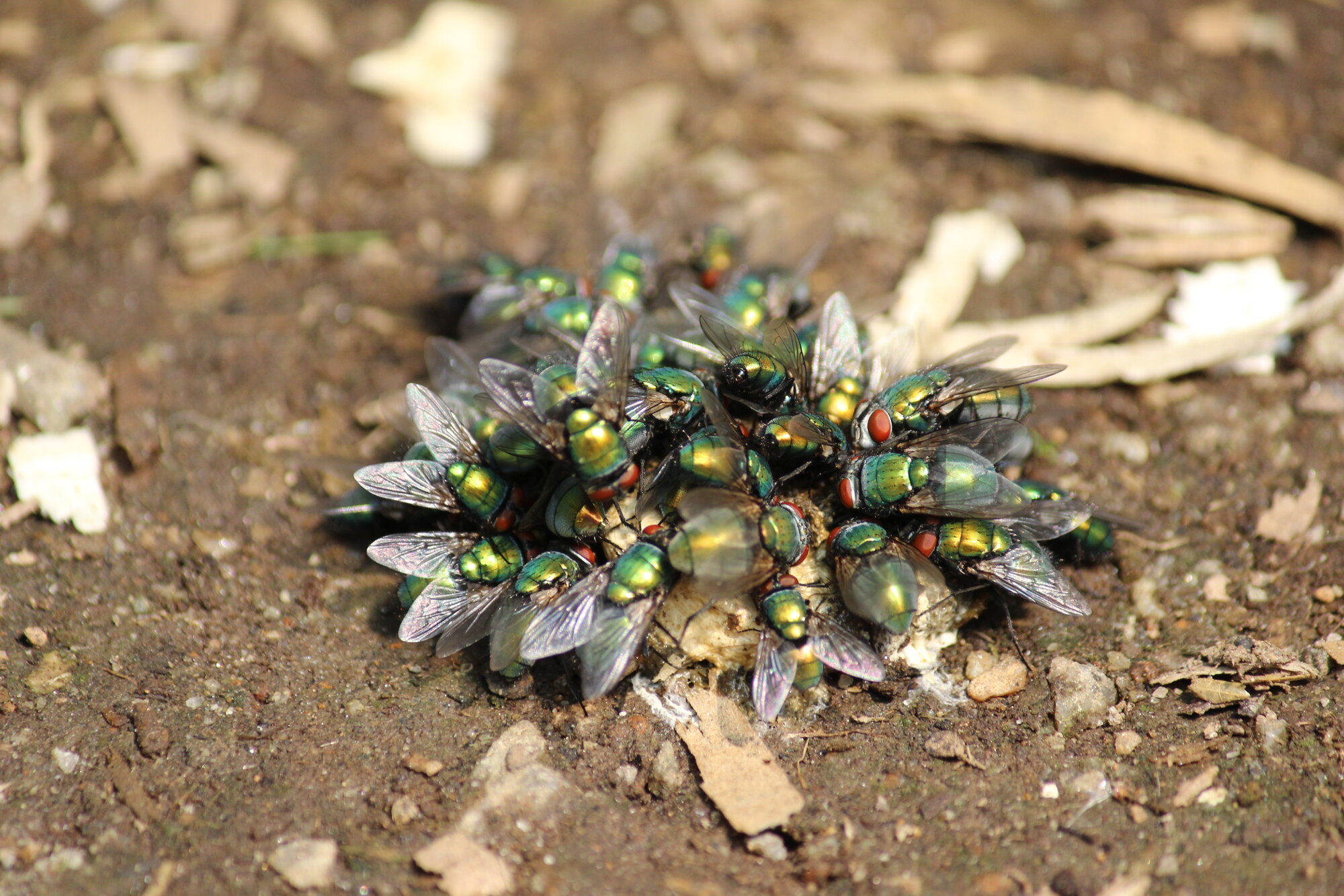 Flies doo-dooing what flies doo-doo