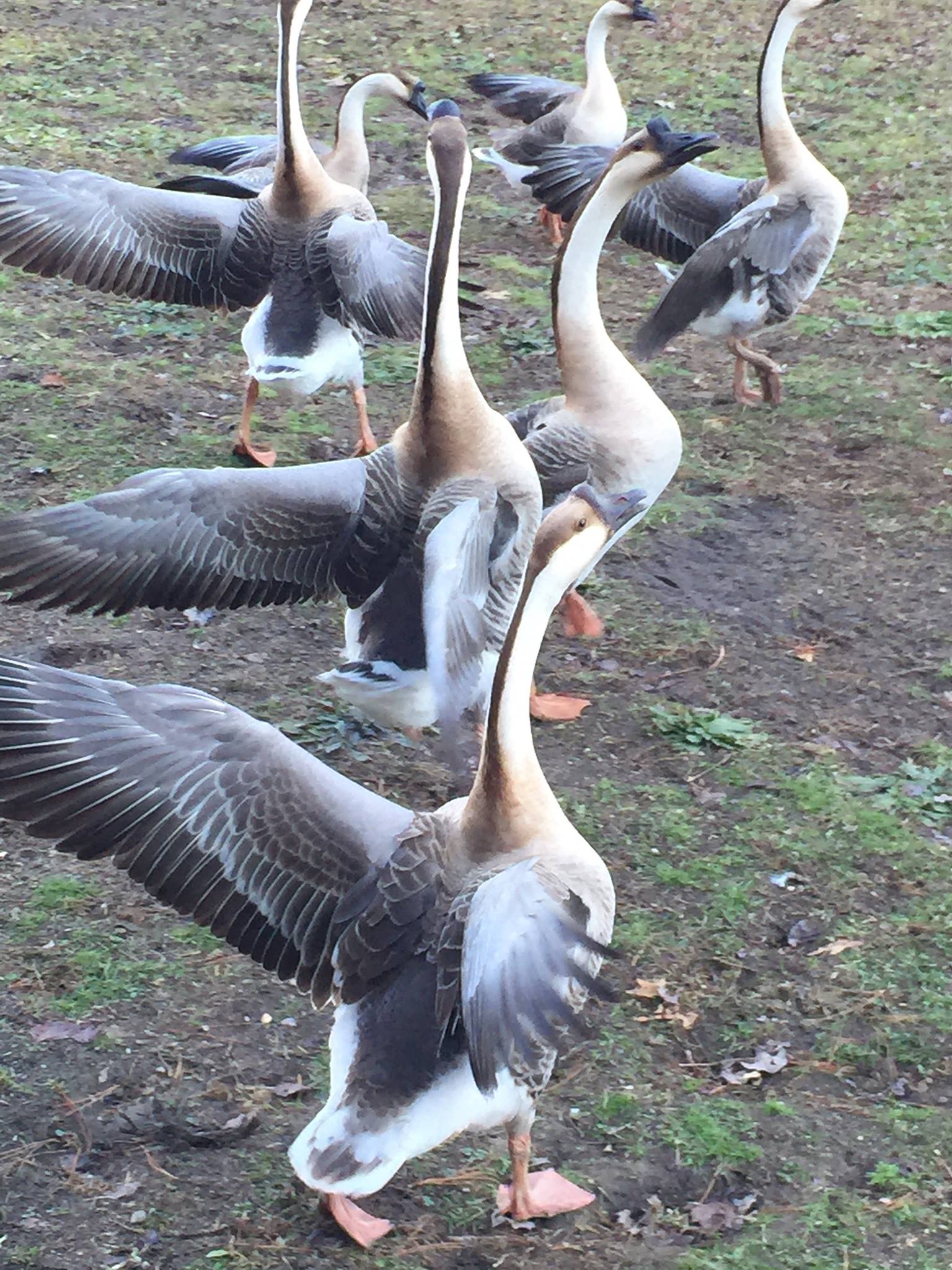 Flight?