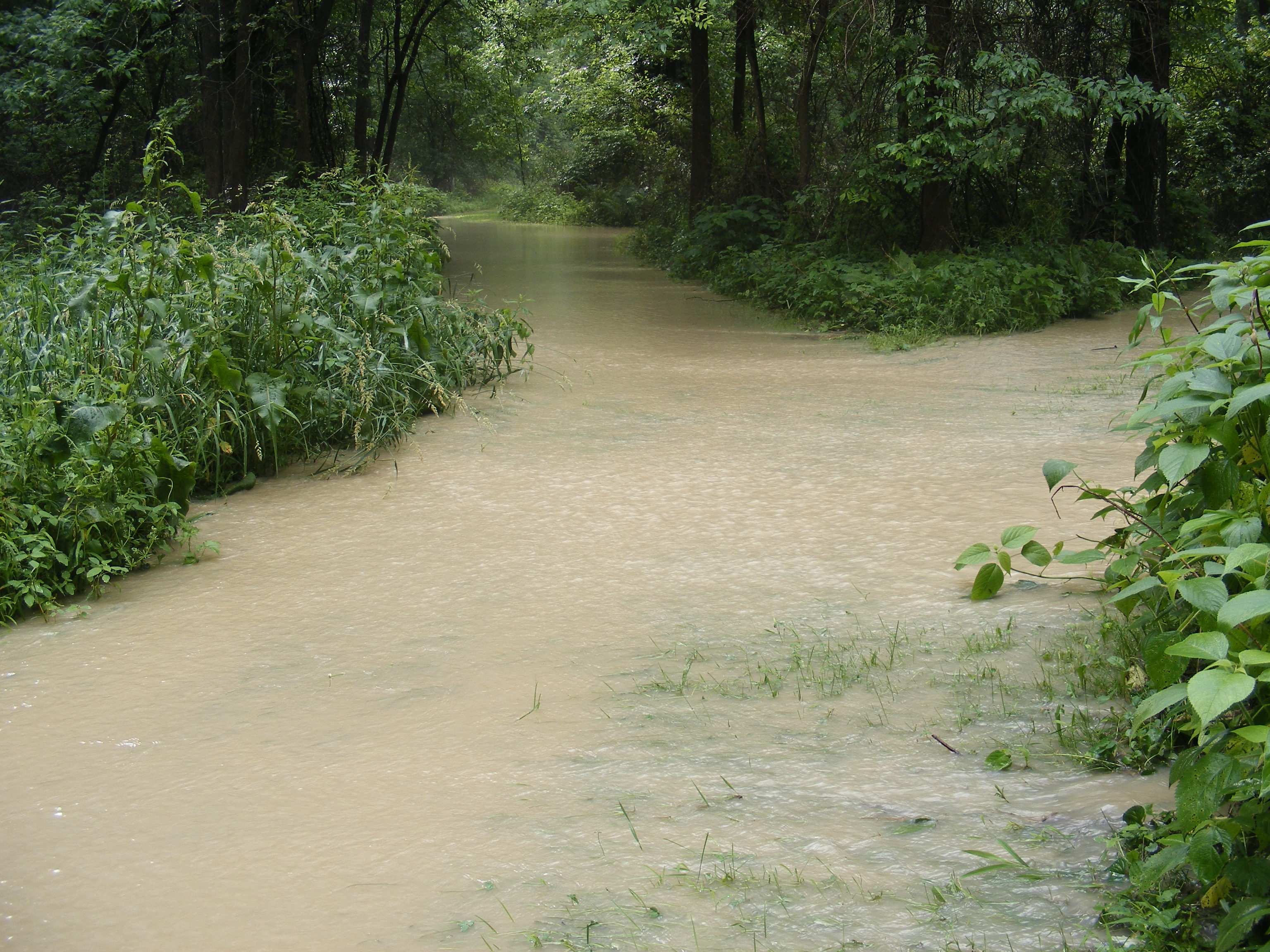 Flint creek breaching the bank - 5ft above usual level