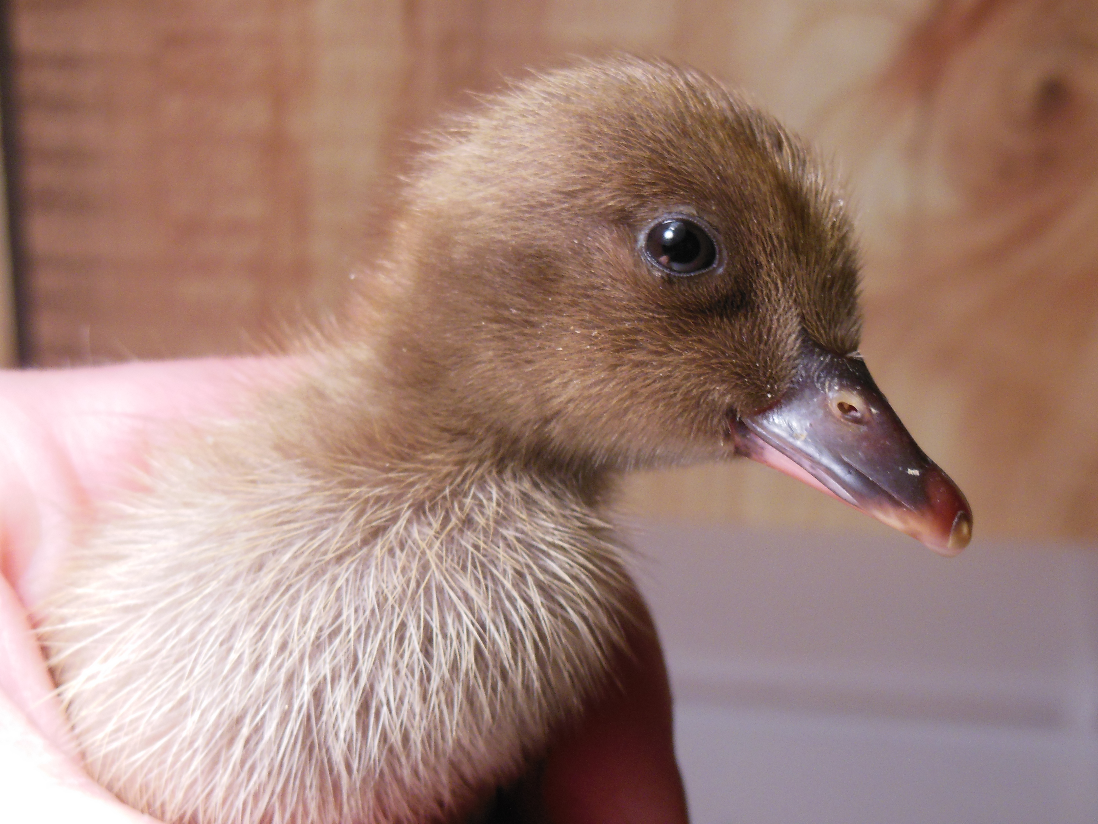 Flo, 2 day old Khaki Campbell