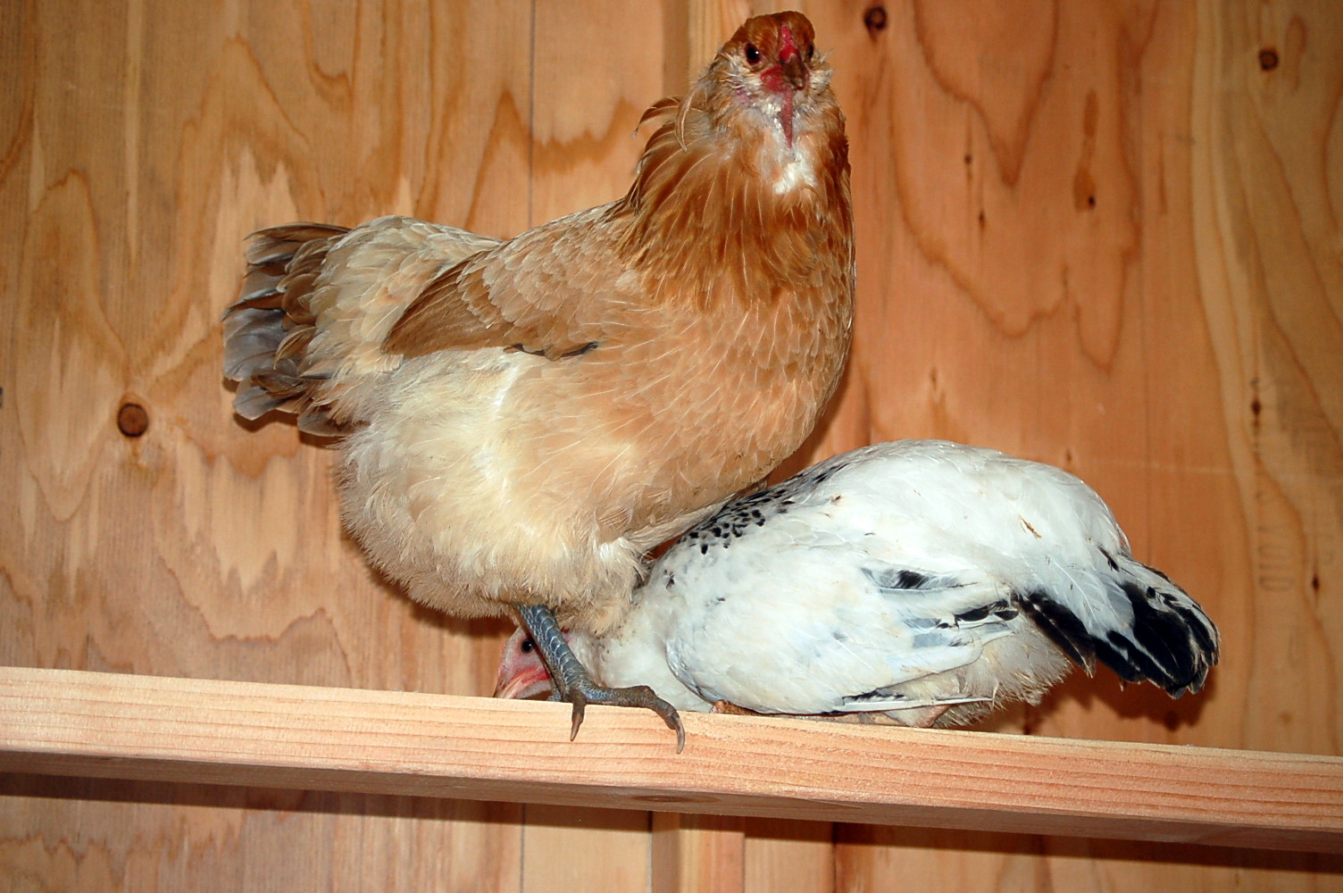 Flo and the Delaware