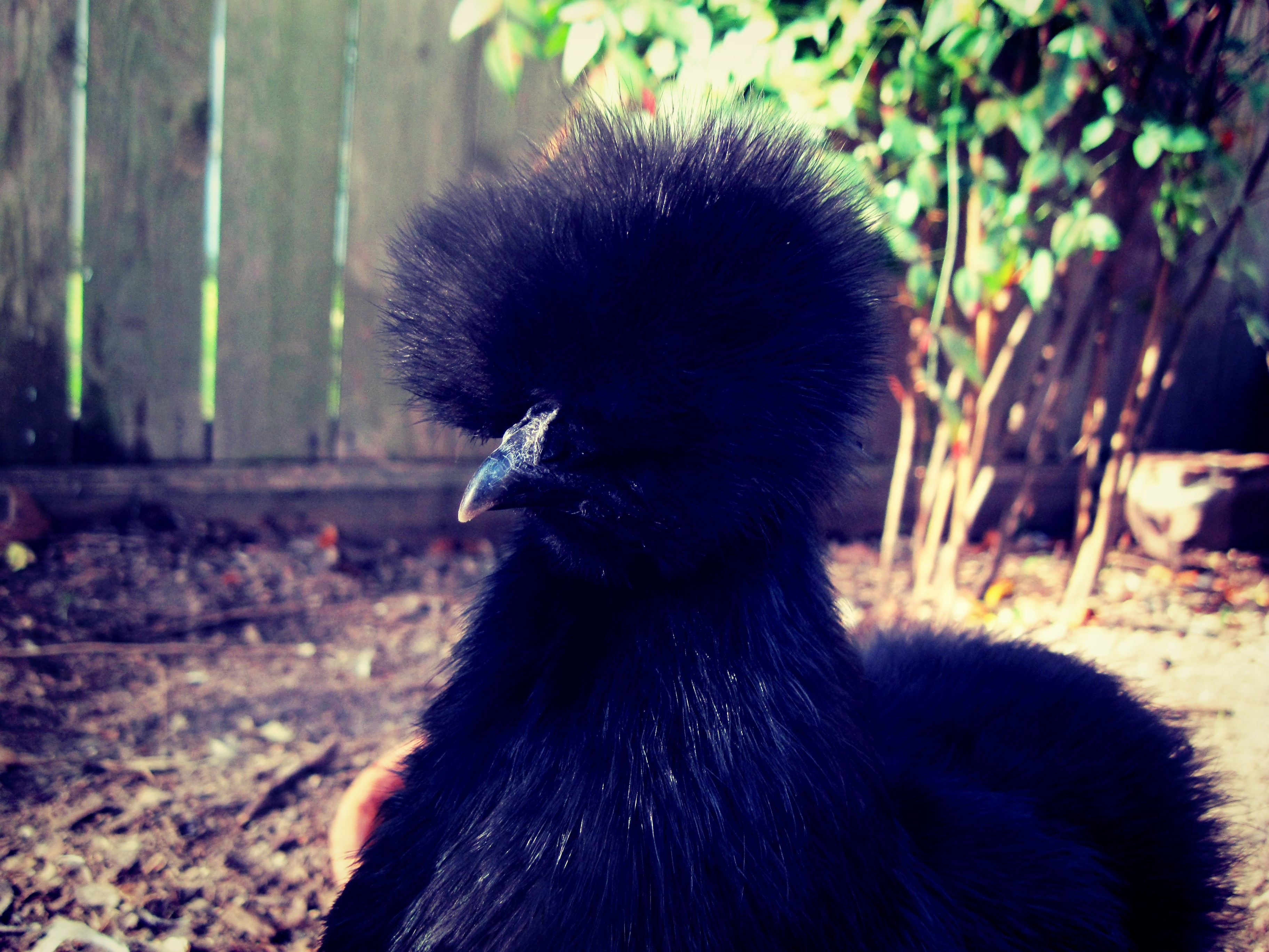 Flo, my hen.