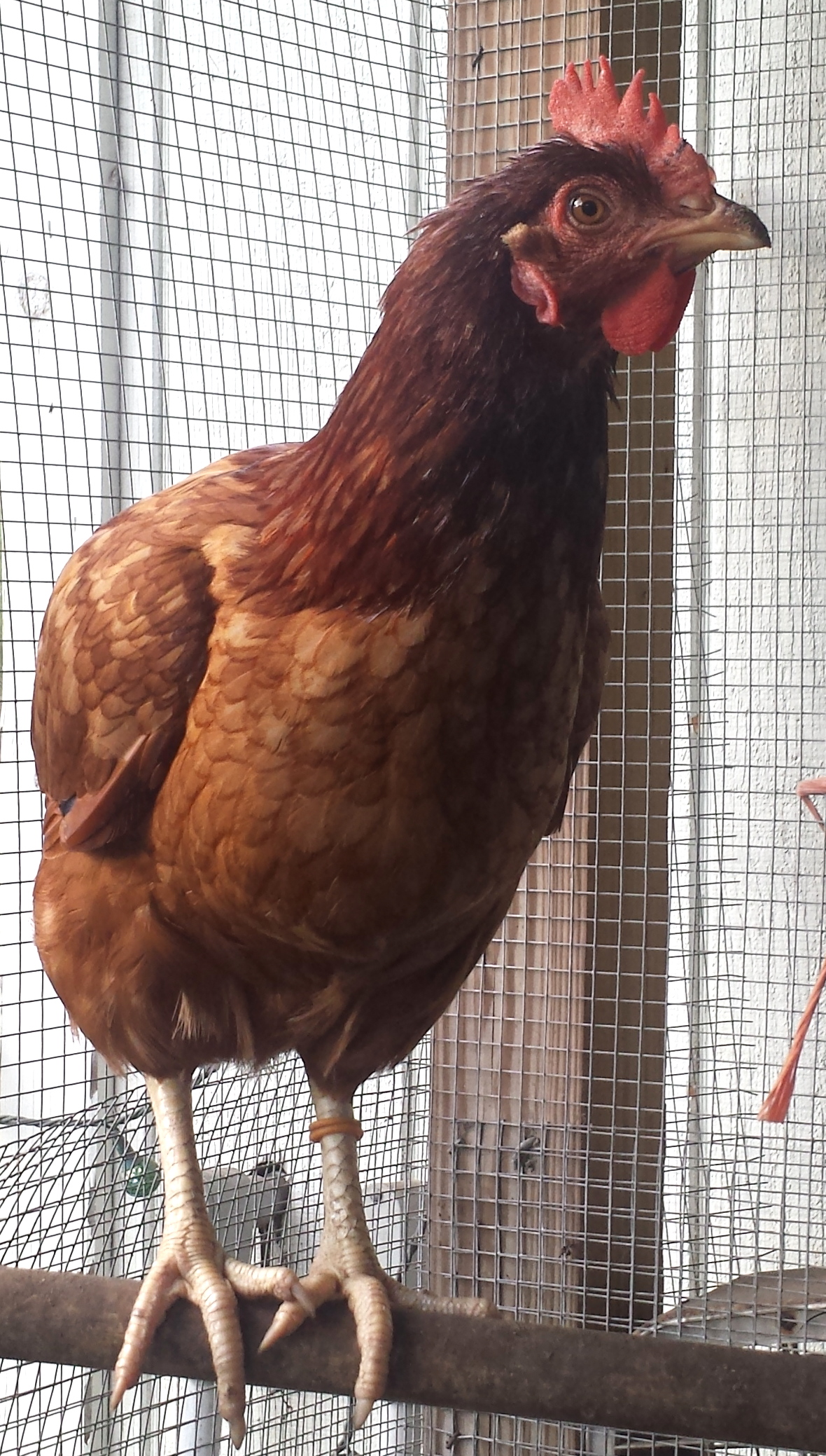 Flock 1 - 2 yr old production red hen.
