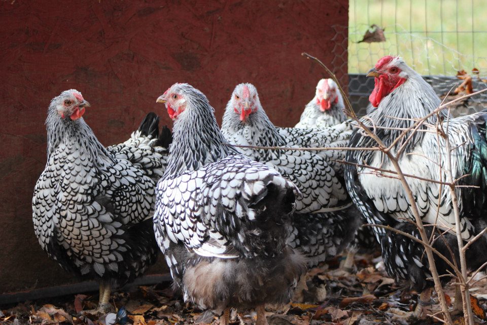 Flock #1