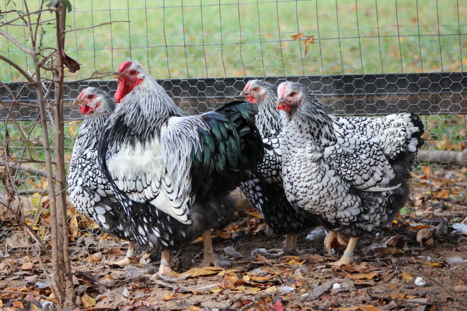Flock #1