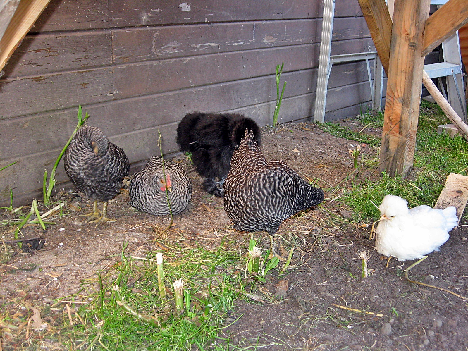Flock # 1