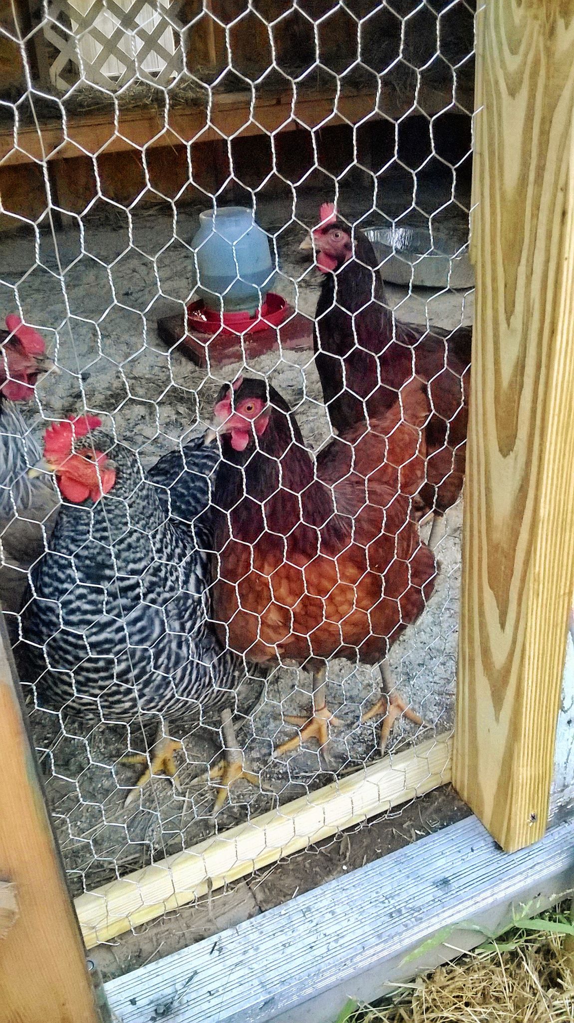 Flock 1