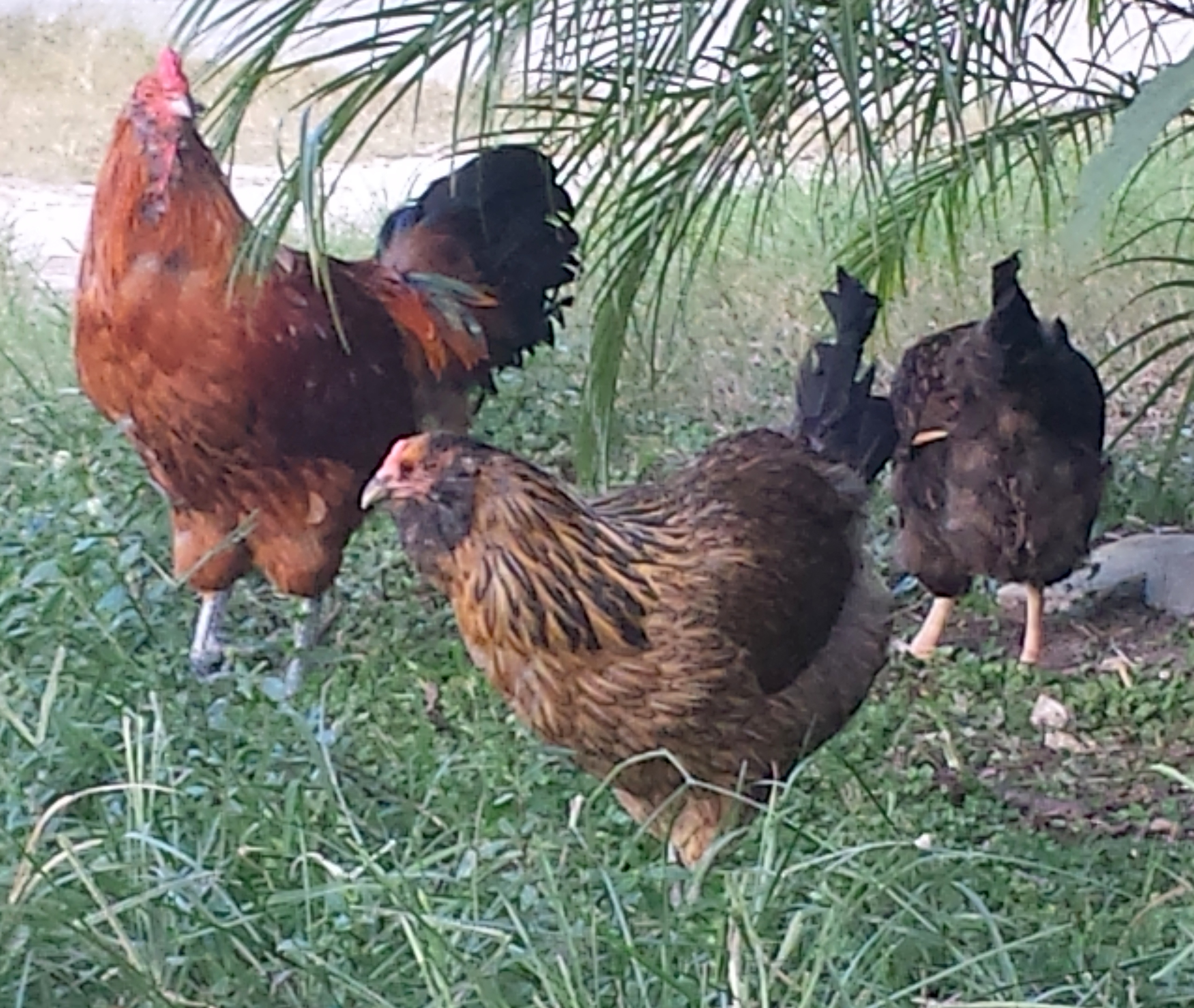 Flock 2 - 3 year old easter egger rooster from Ideal Poultry.  This group get to free range in the afternoon since their coop/run gets very little sunlight.