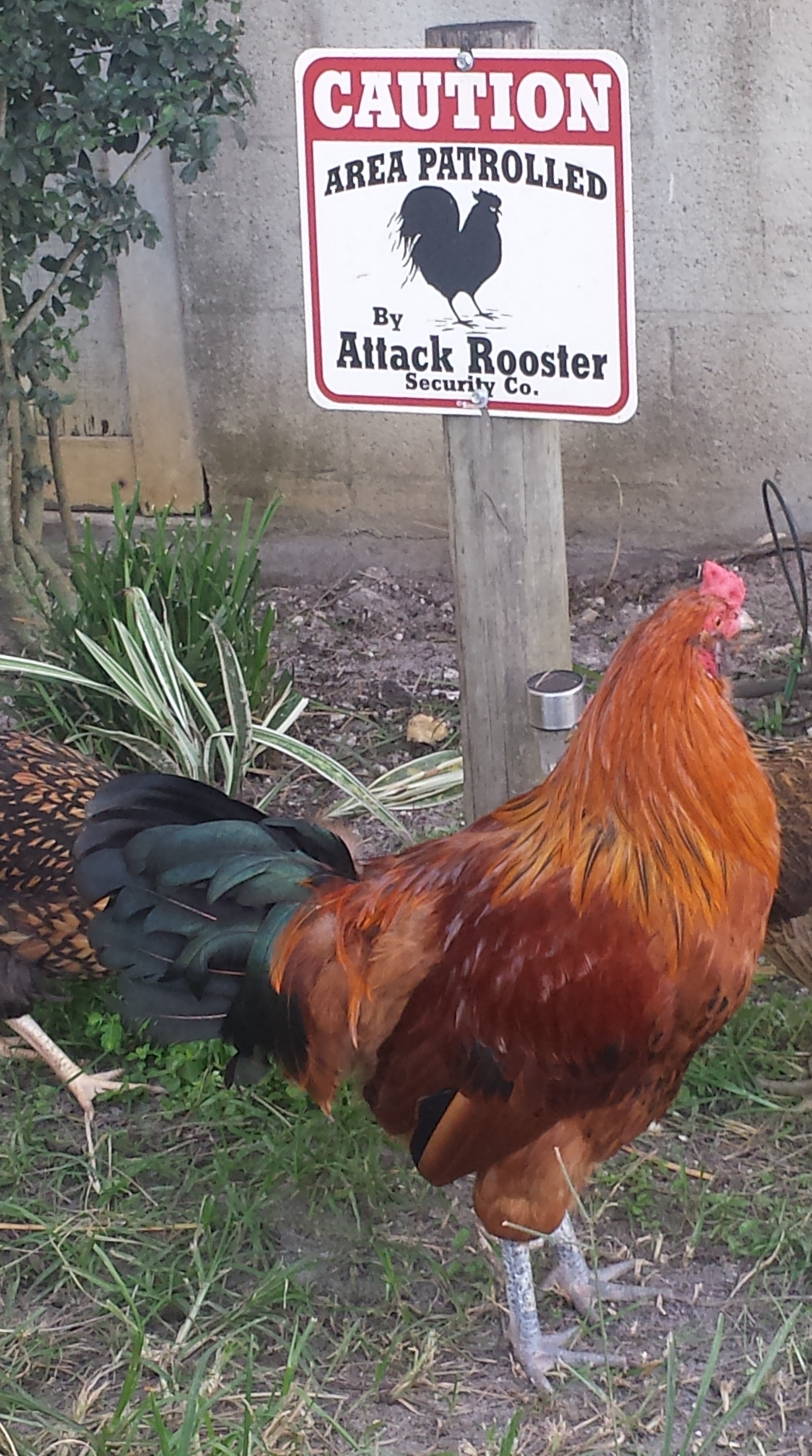 Flock 2 - 3 year old easter egger rooster from Ideal Poultry.