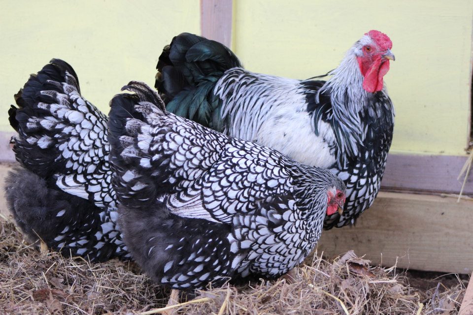 Flock #2