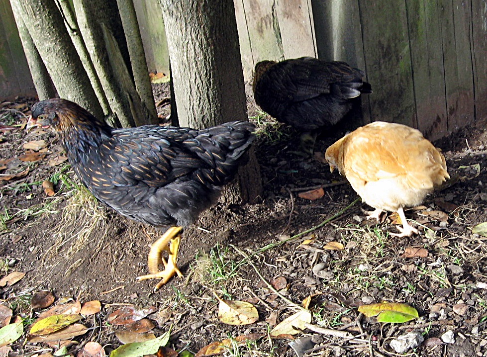 Flock #2