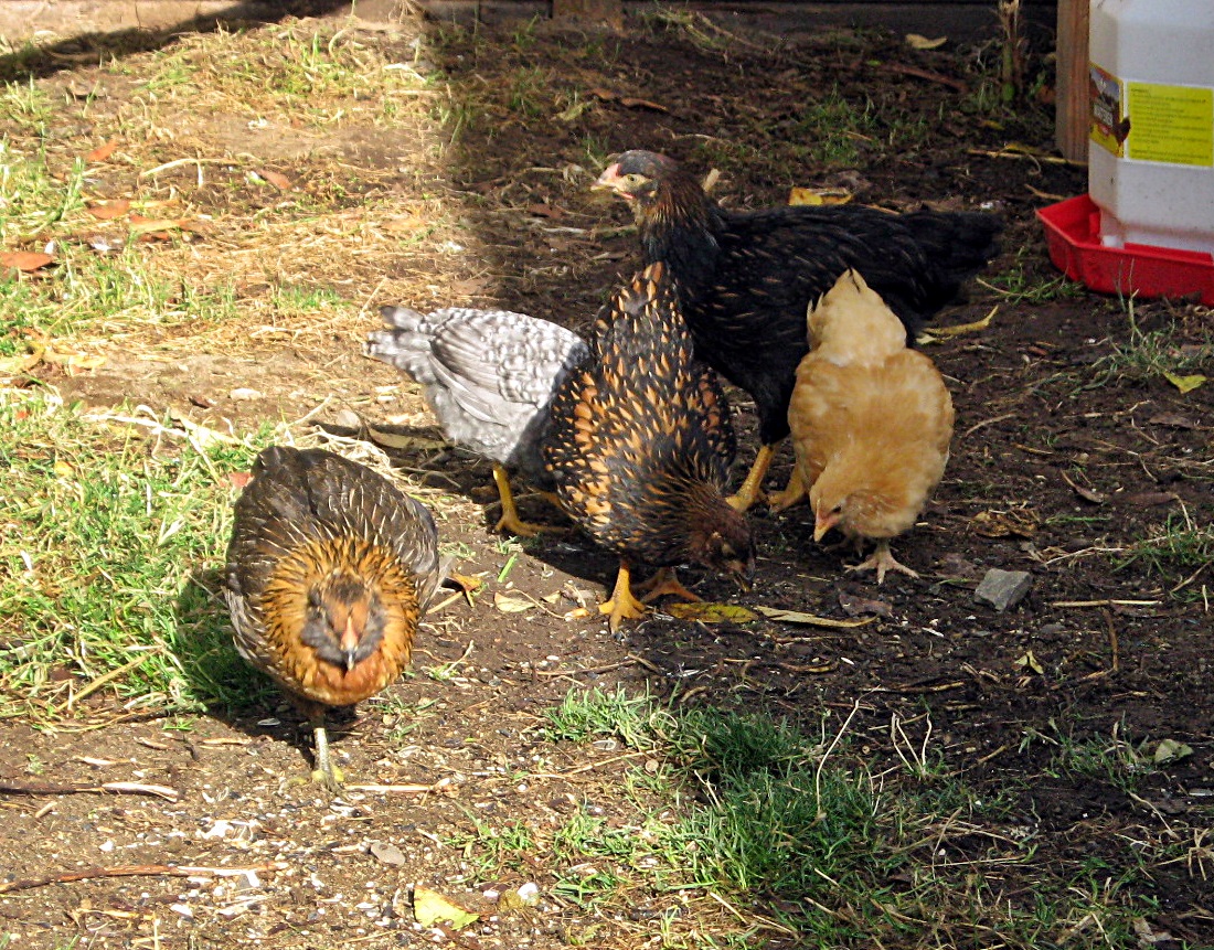Flock #2