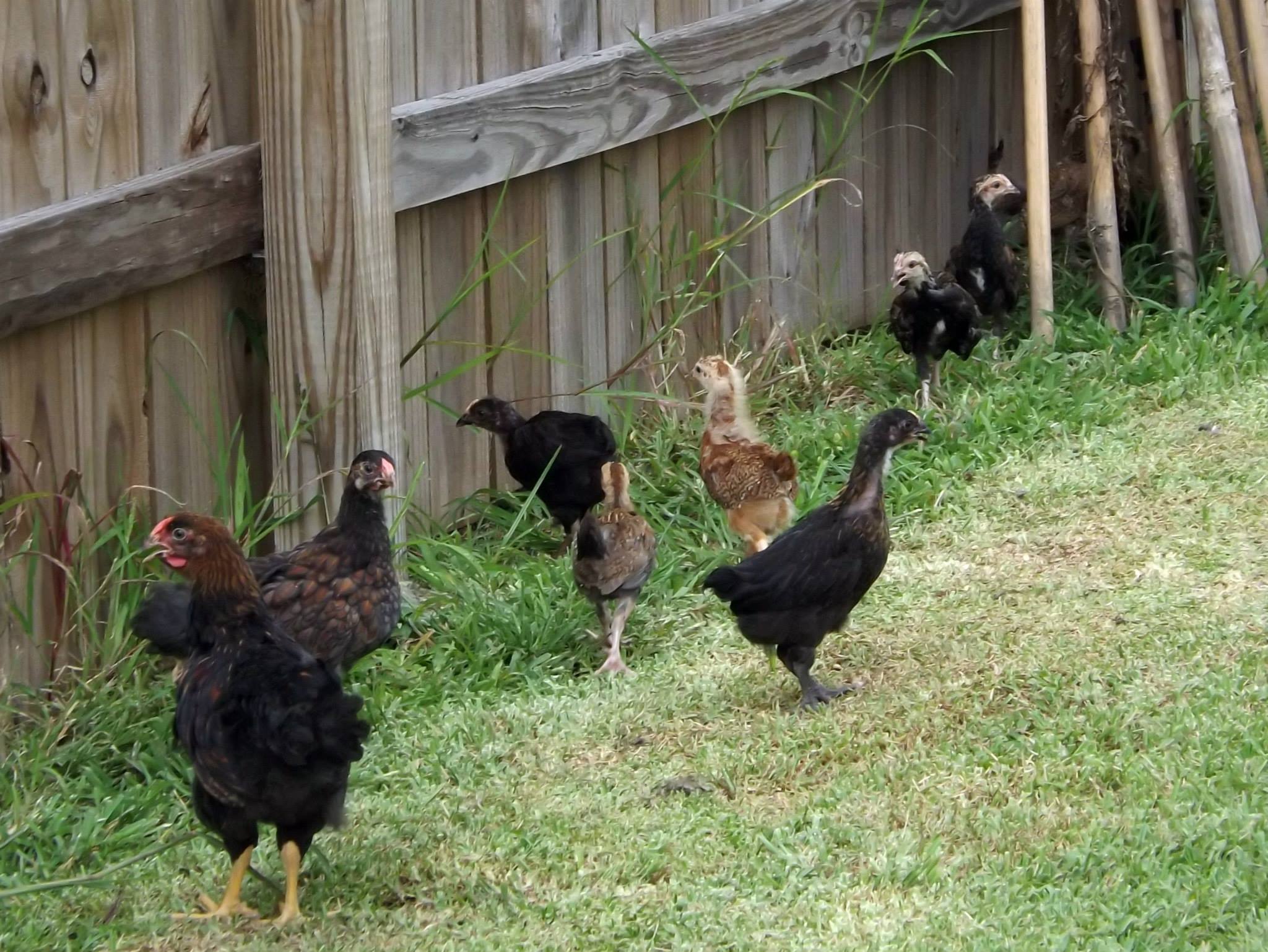 Flock 2