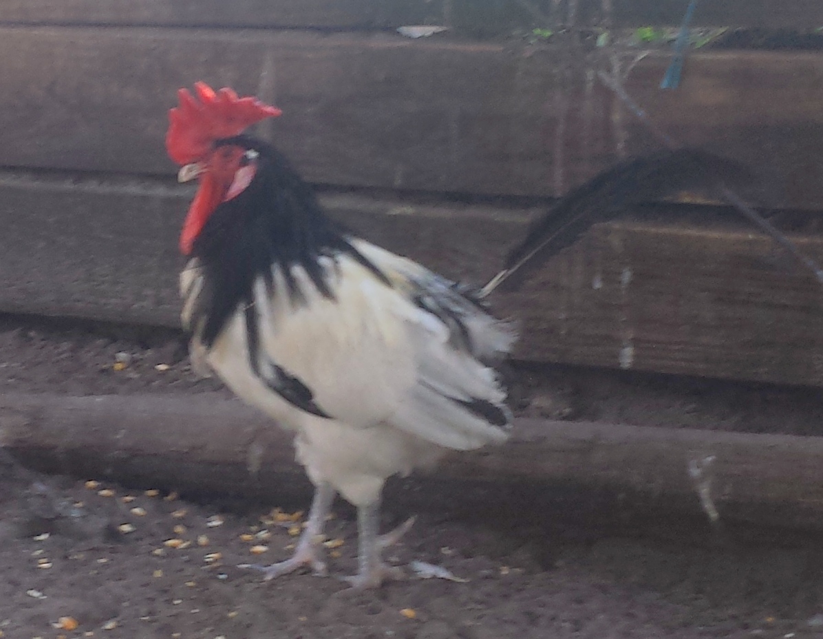 Flock 3 - 3 year old Lakenvelder Rooster down to his last tail feather.  I think they are done molting for the fall.
