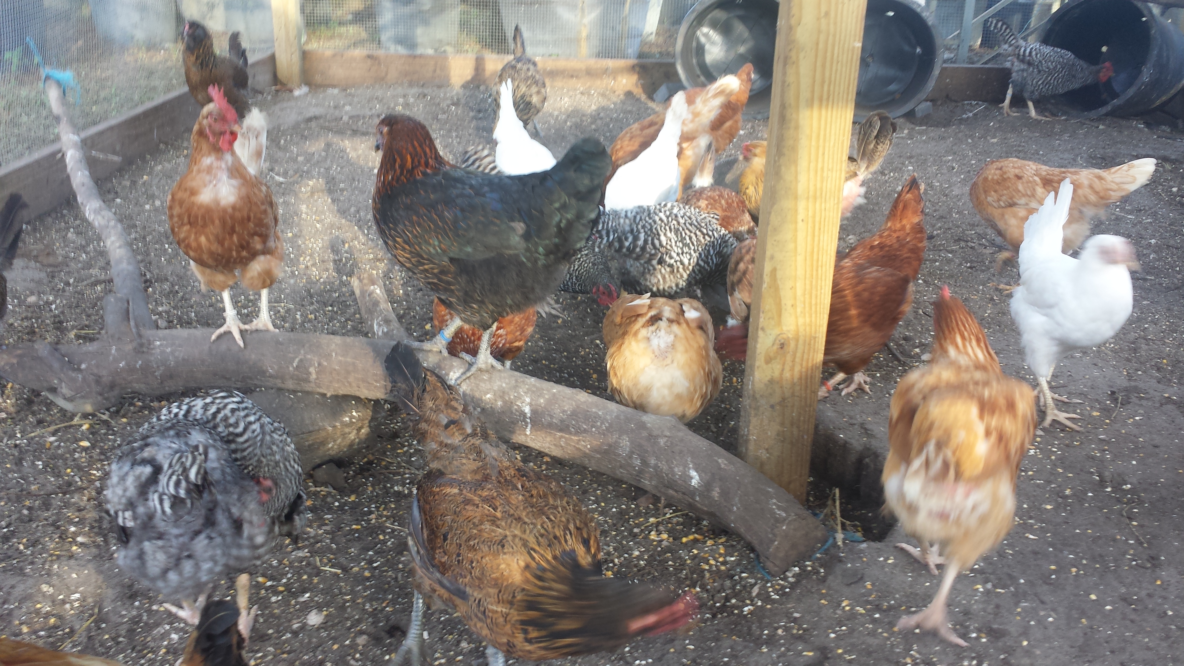 Flock 4 - most of the hens are about 1 year old.  No roosters in this flock.