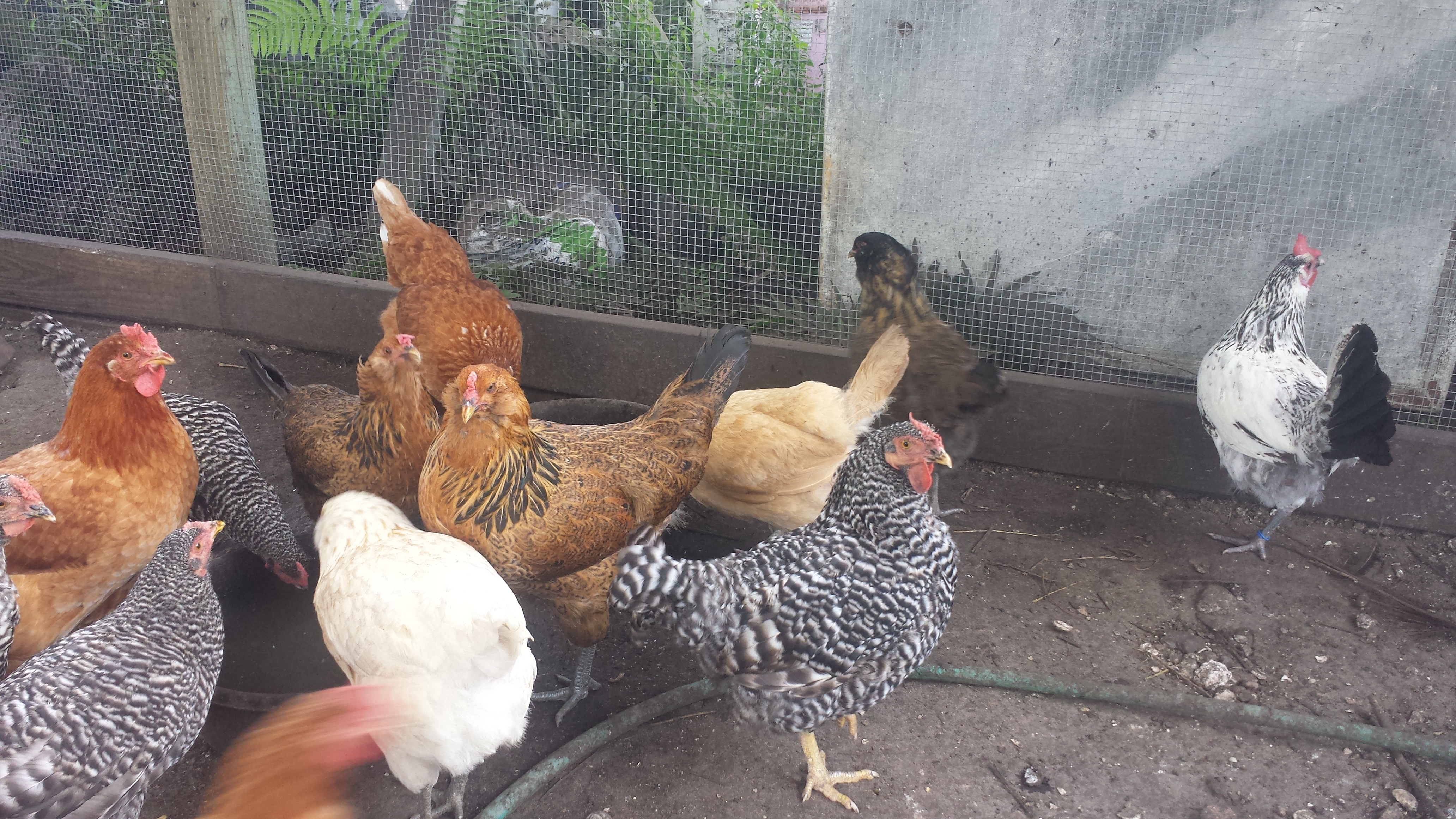 Flock 4 - most of the hens are about 1 year old.  No roosters in this flock.