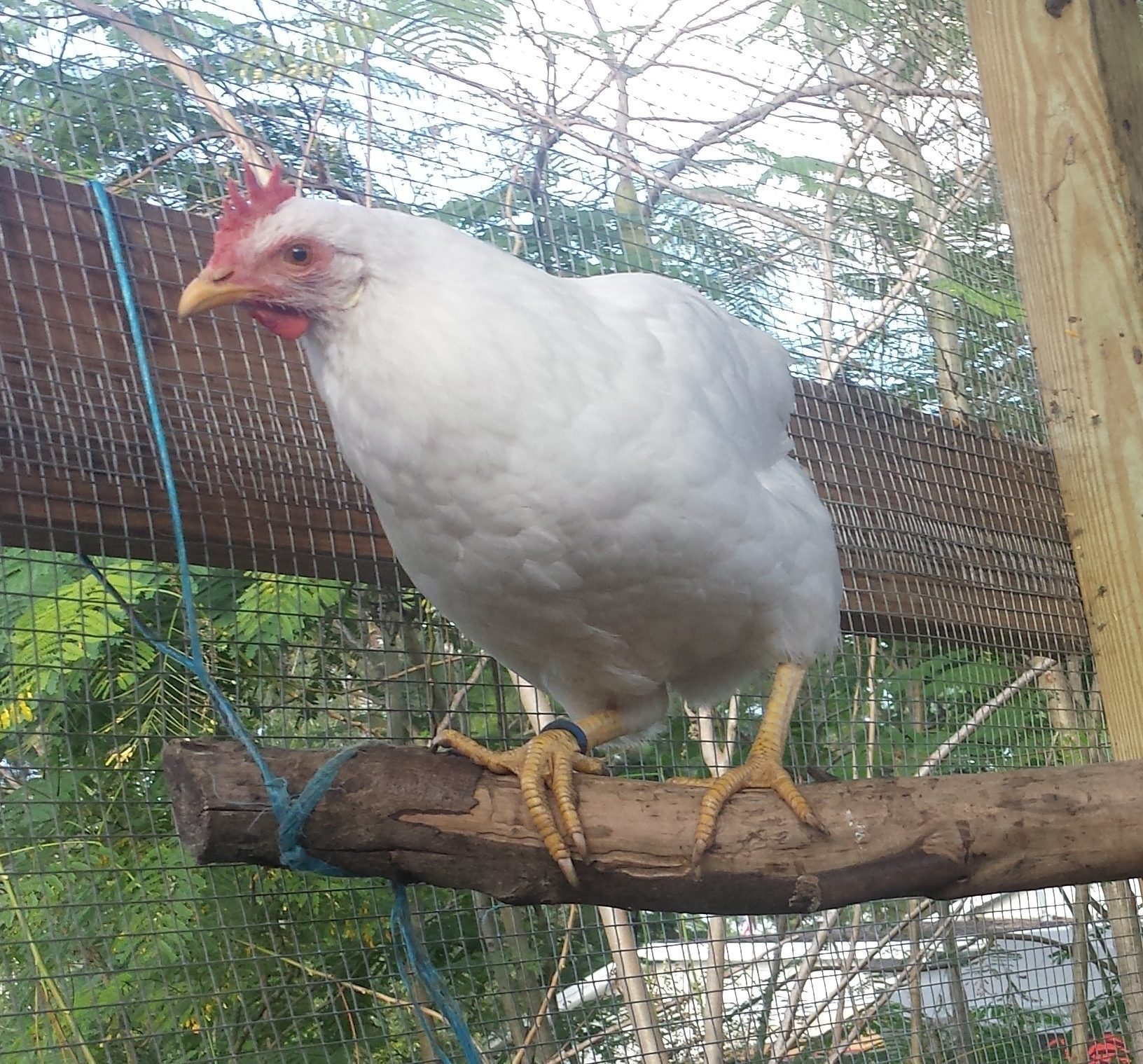 Flock 4 - our largest run.  Production white hen, about 1 year old.