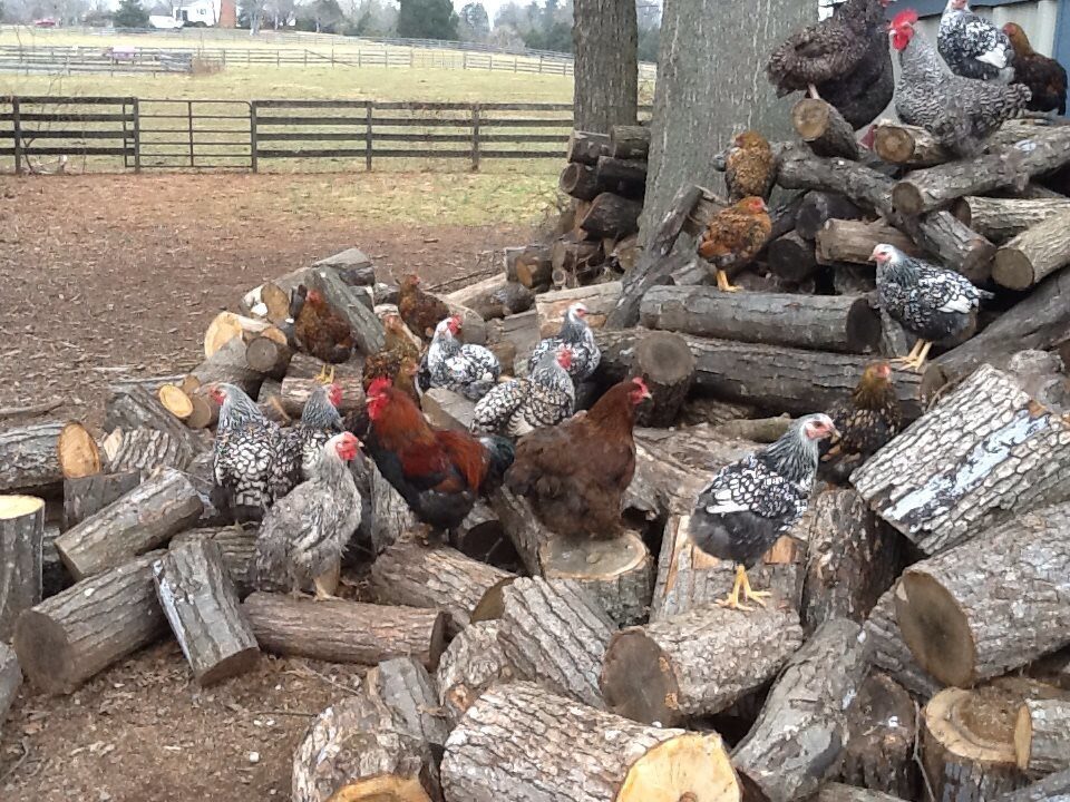 flock chilling on the wood pile