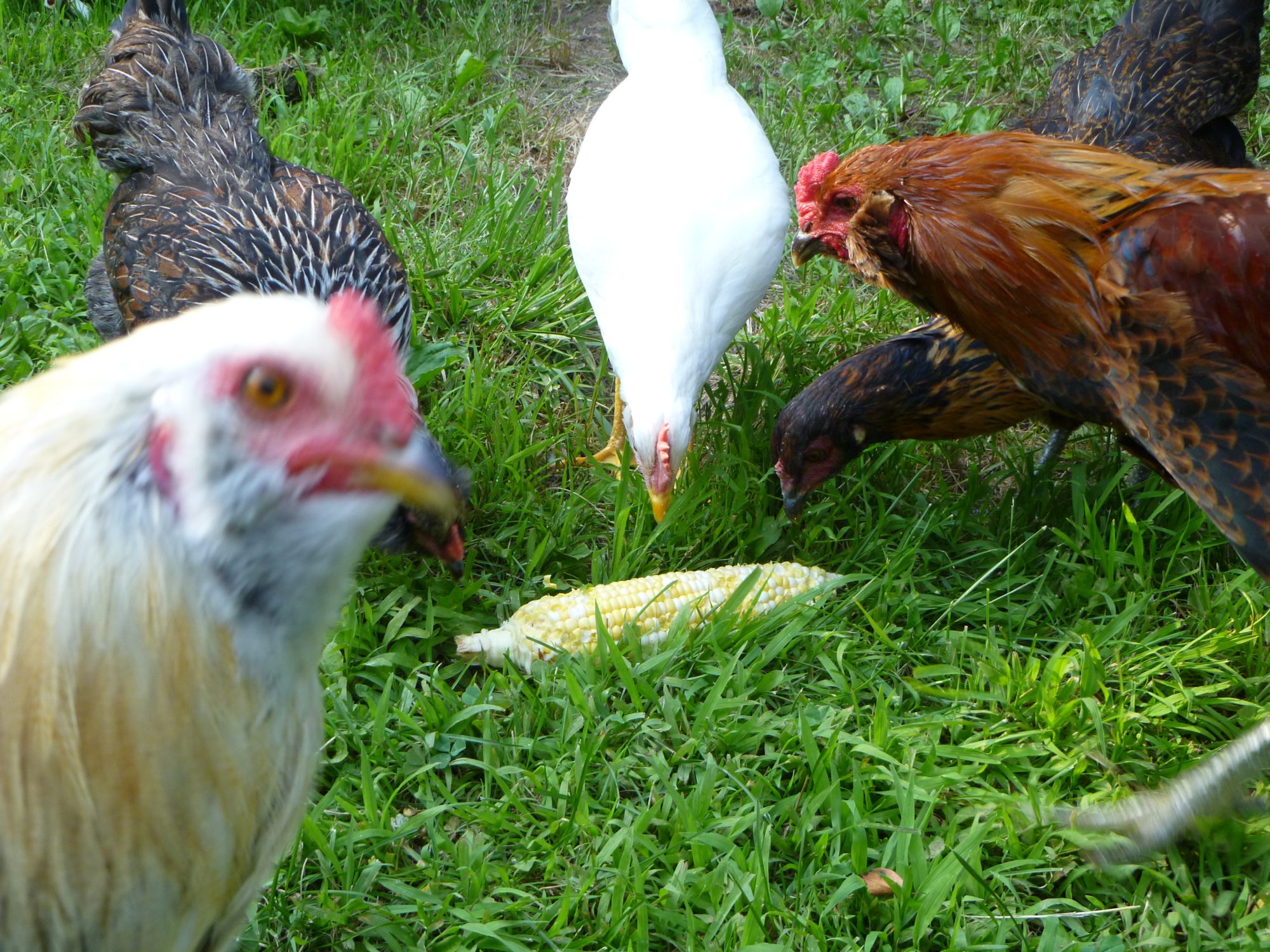 Flock enjoying some corn