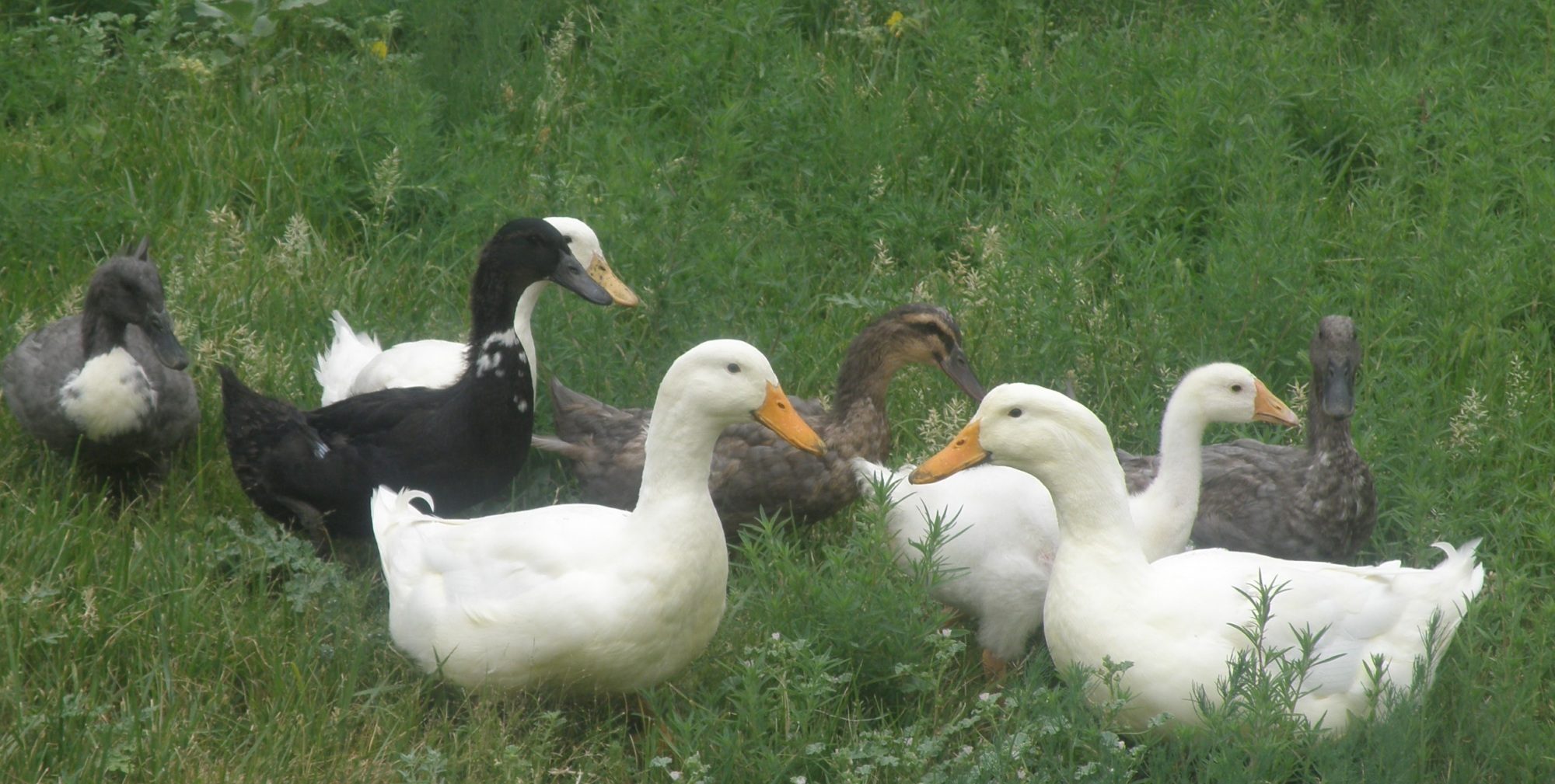 Flock free ranging.