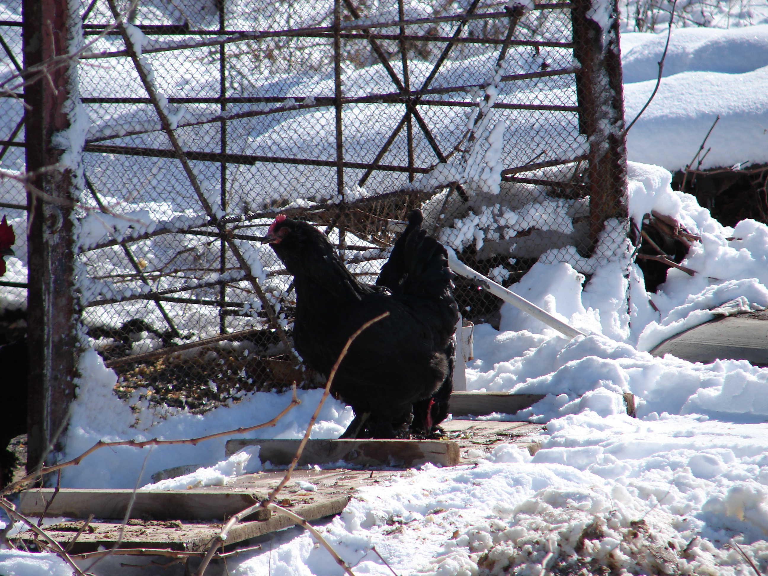flock in winter - 20 degrees.