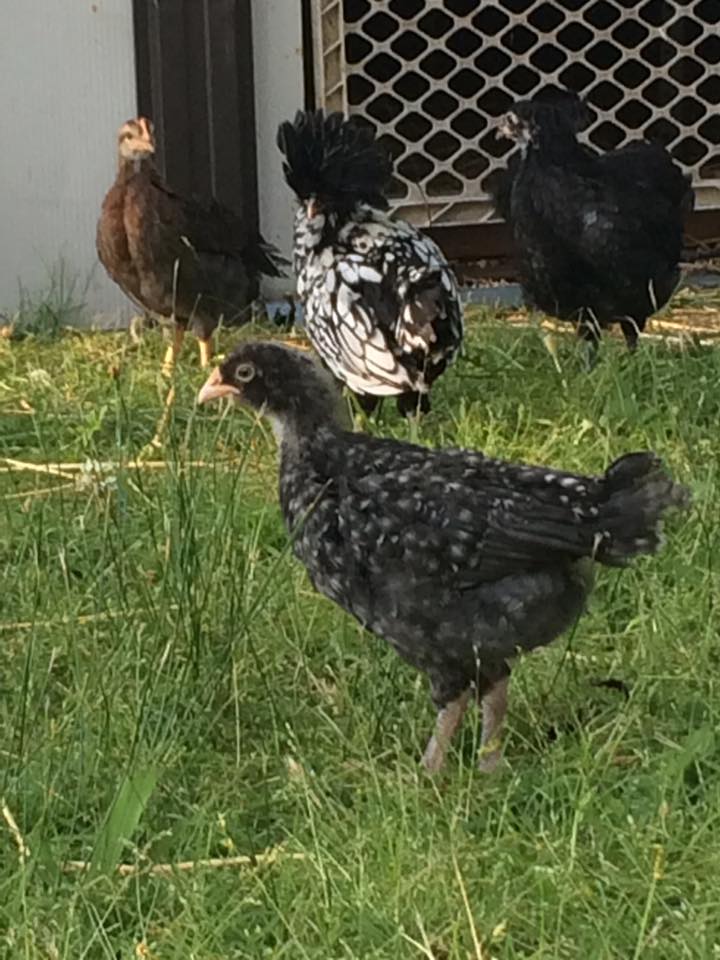 Flock of many colors