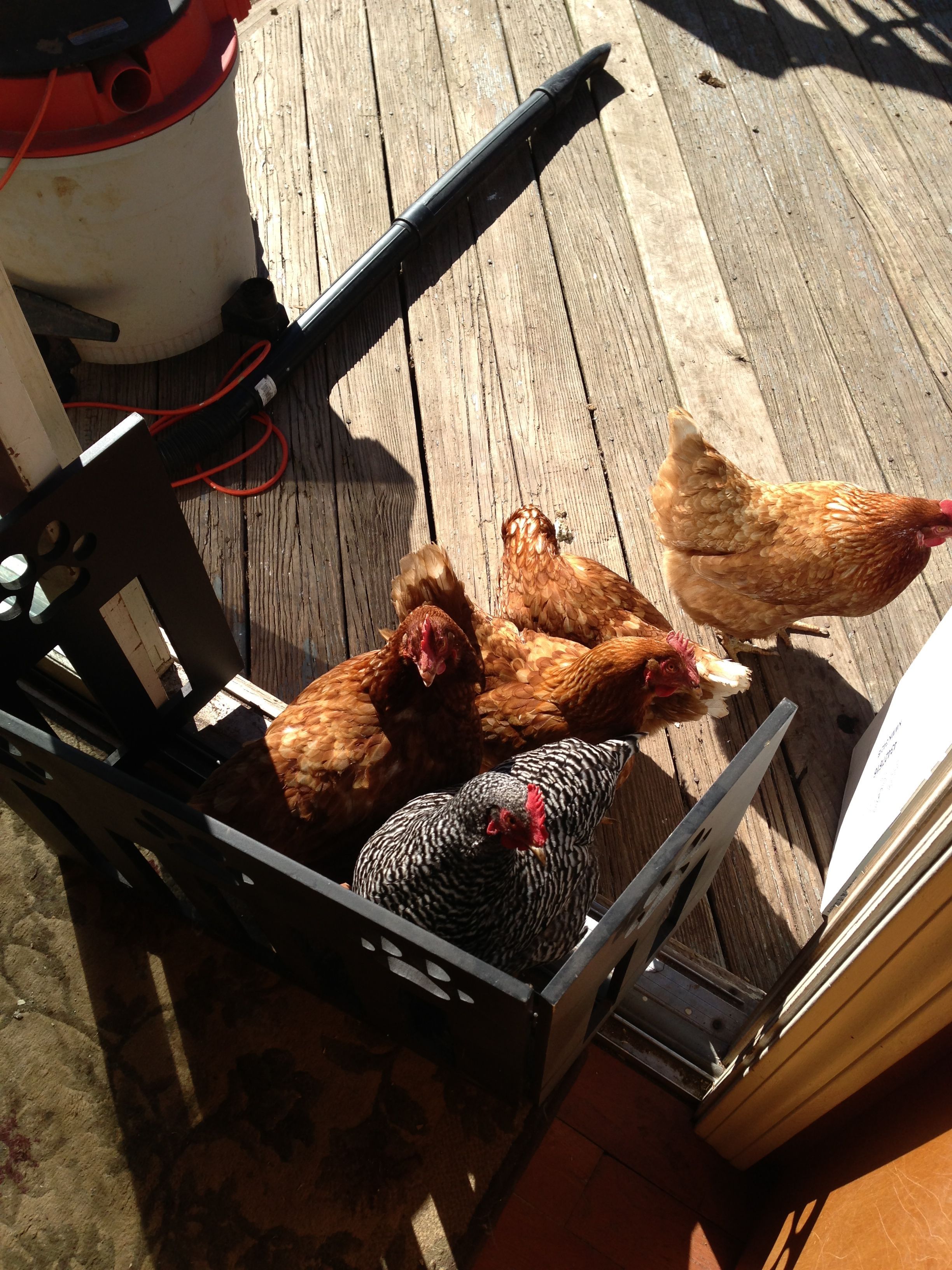 Flock trying to get in the kitchen.  They know where the treats come from!
