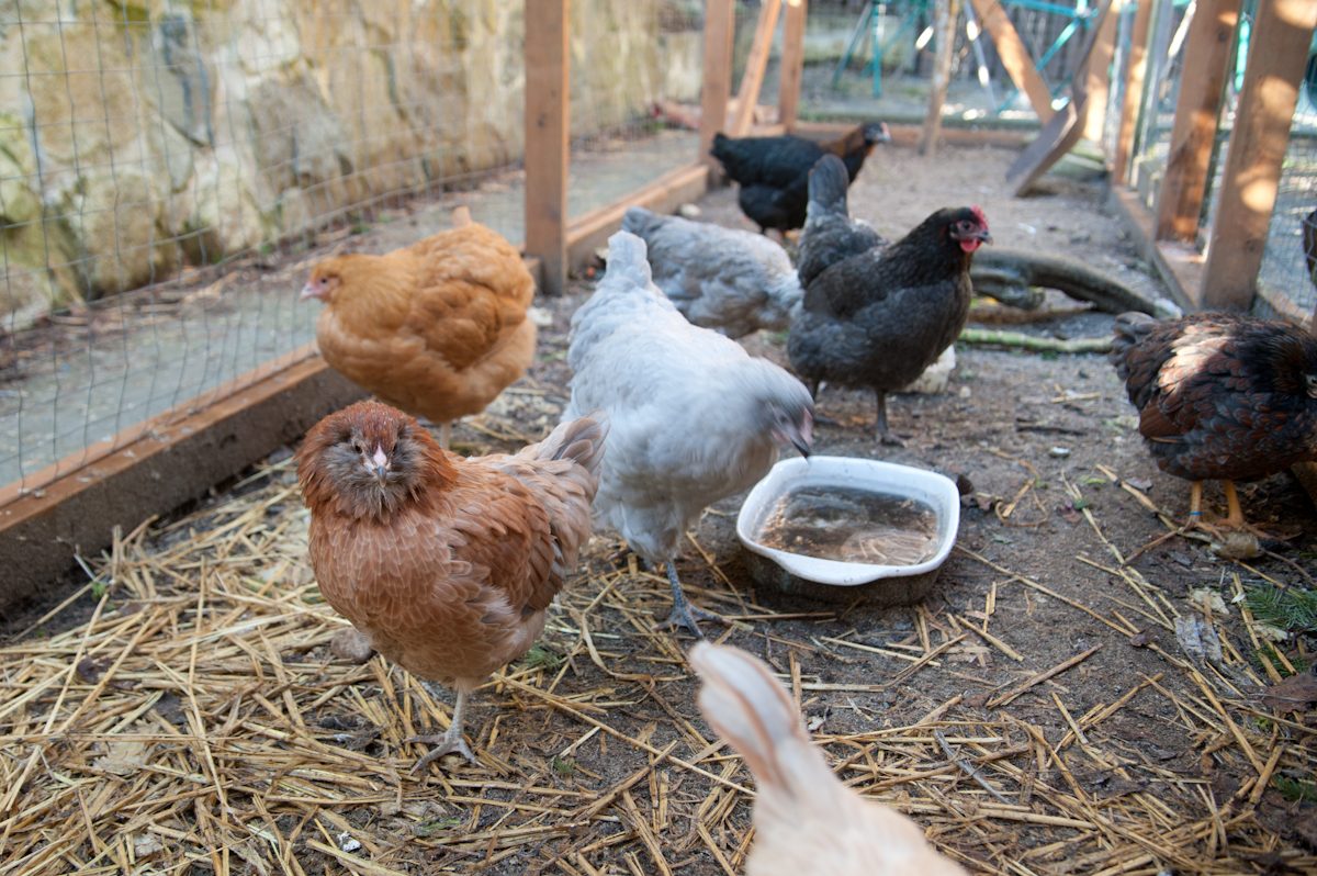 Flock