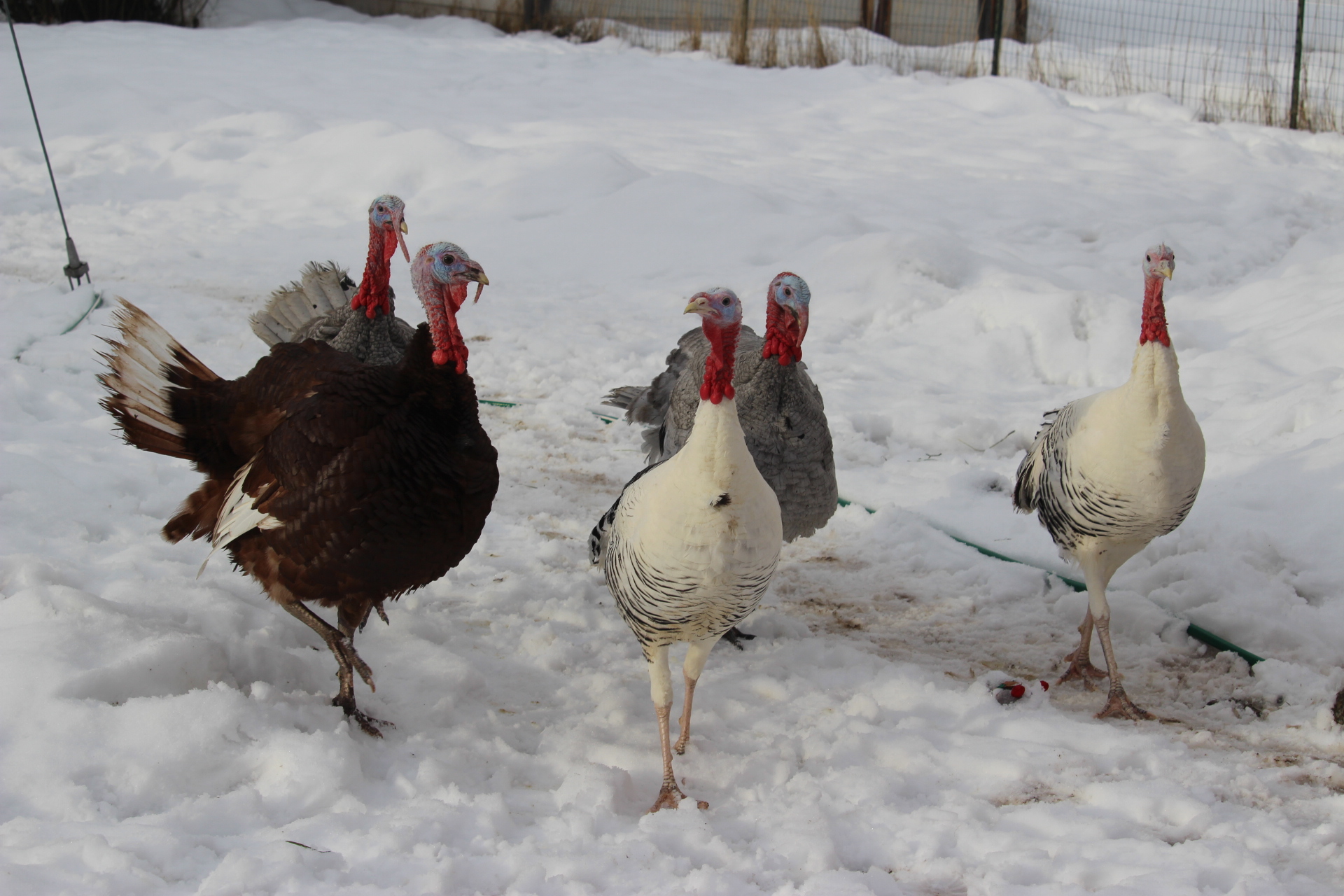 flock1_JPG