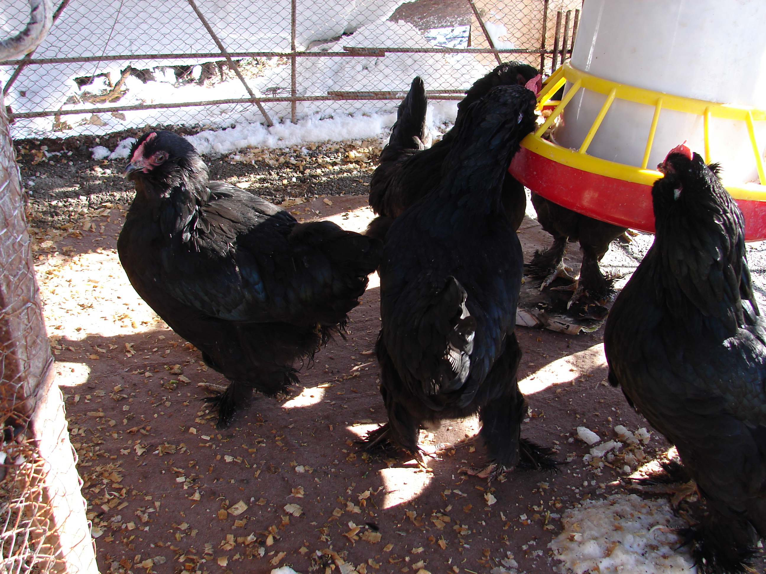 flocks in winter - 20 degrees.