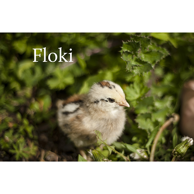 Floki - Ameraucauna
