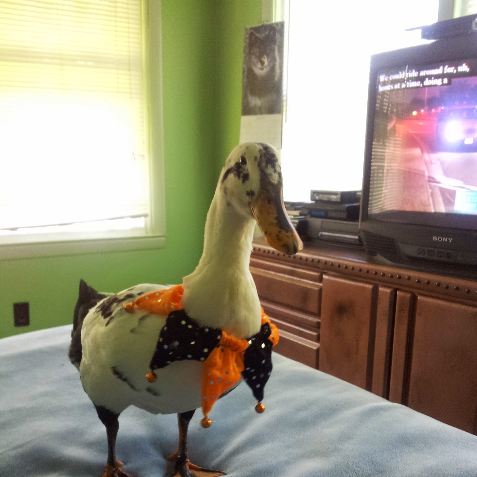 Floki getting ready for Halloween