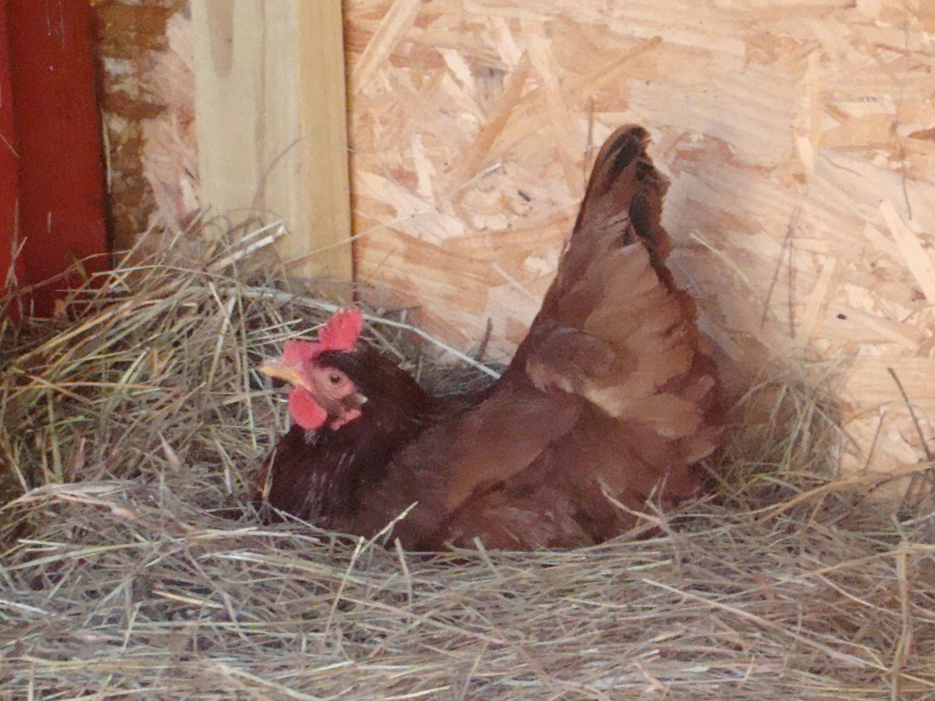 Floppsy Top - First layer of our Flock Family