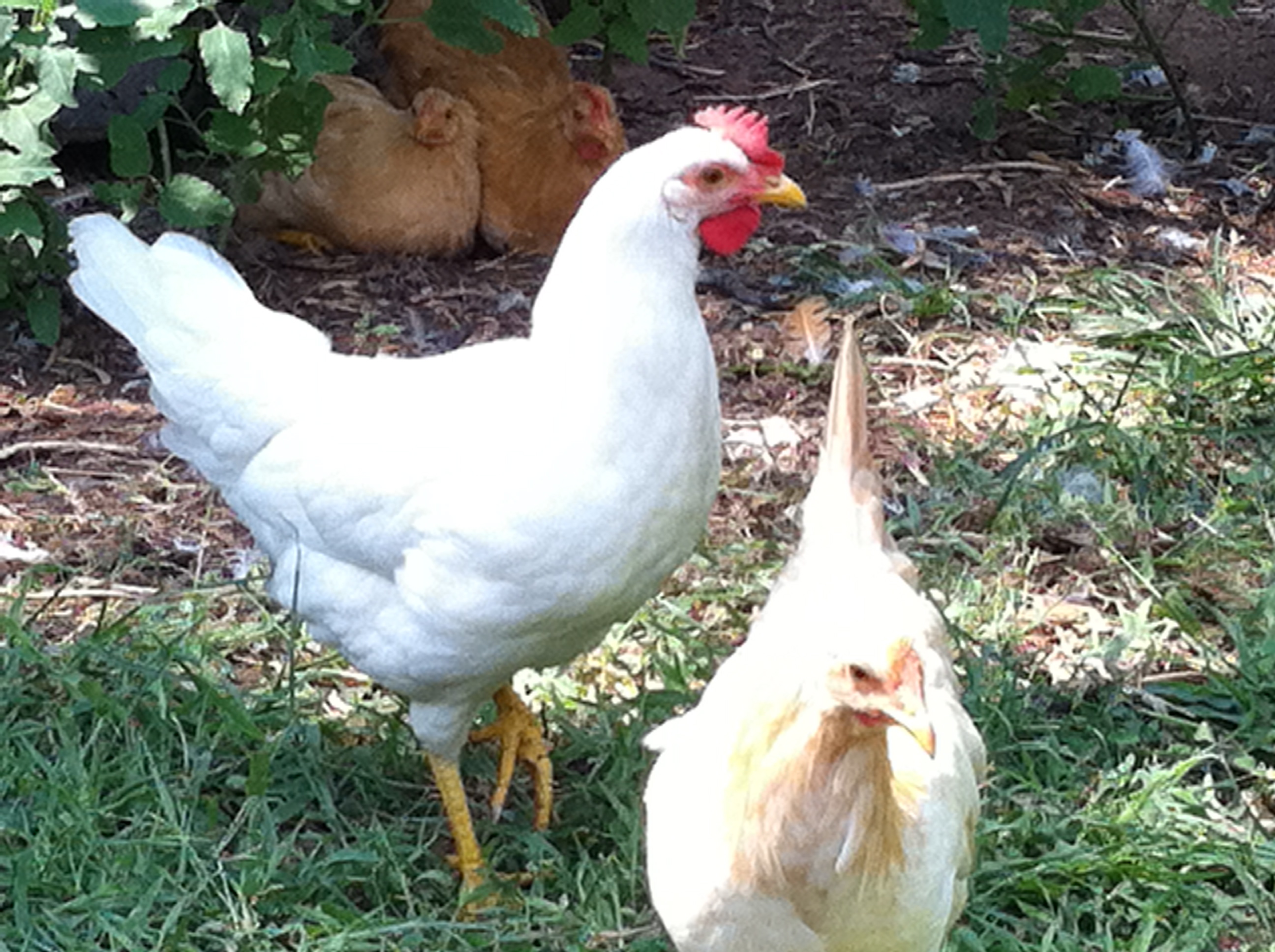 Floppy (because her comb is already hanging to the side) and celeste.