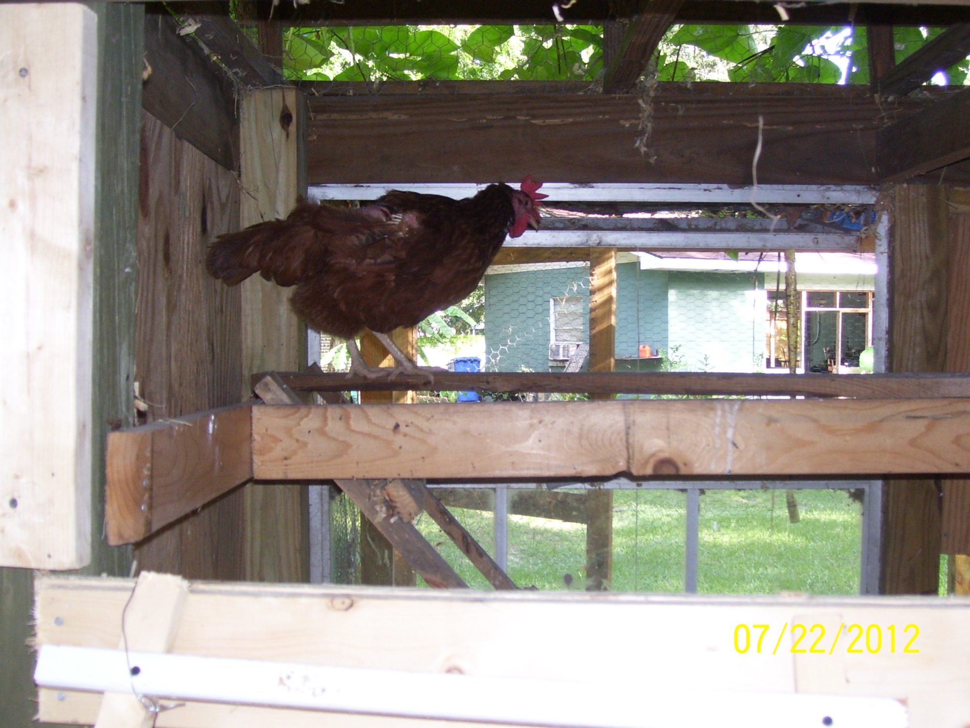 Floppy showing her house.