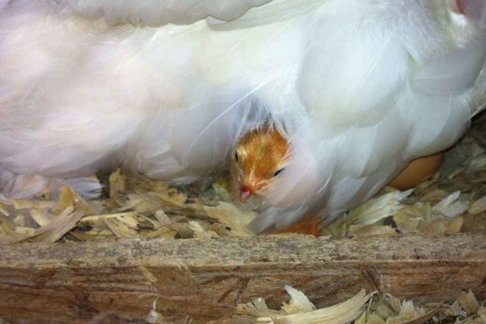 Floppy went Broody! This one was the first to hatch. (not her eggs)