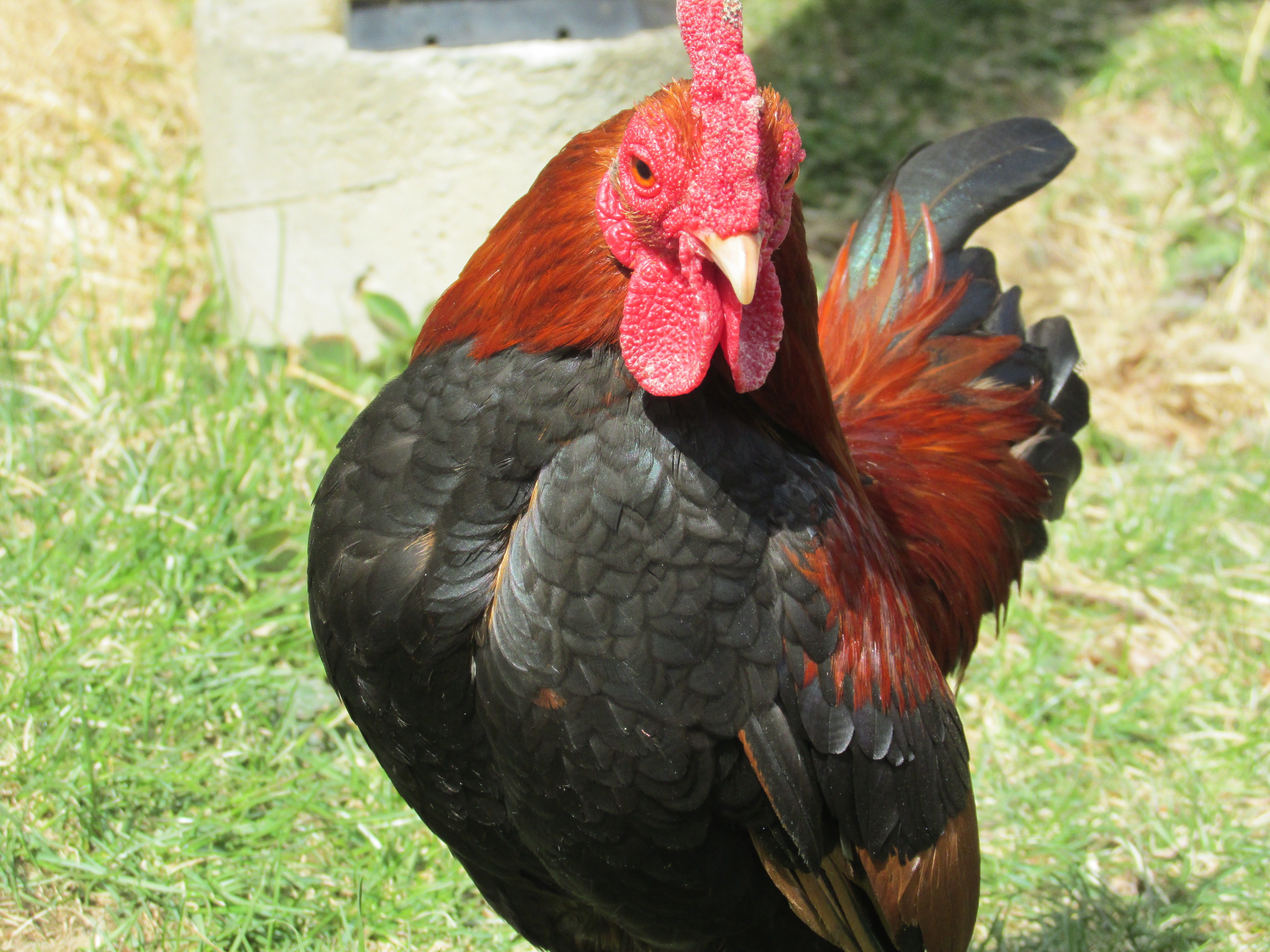 Flopsy- old english game bantam rooster