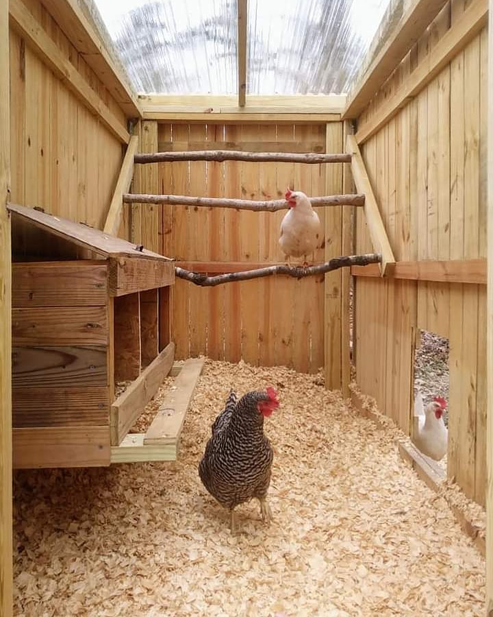 Flora Luna Farm ~ Inside chicken coop