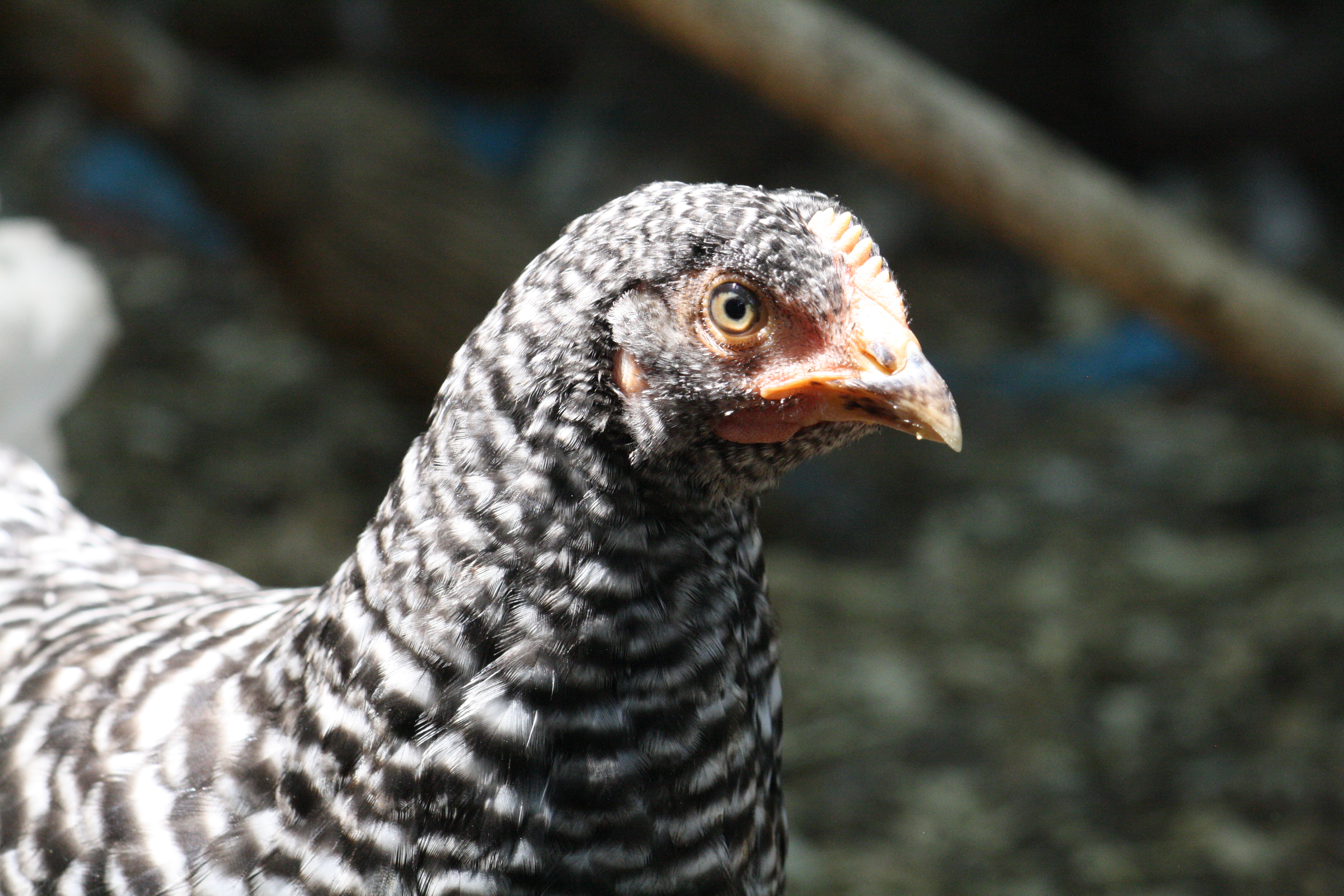Flower, a Barred Rock.