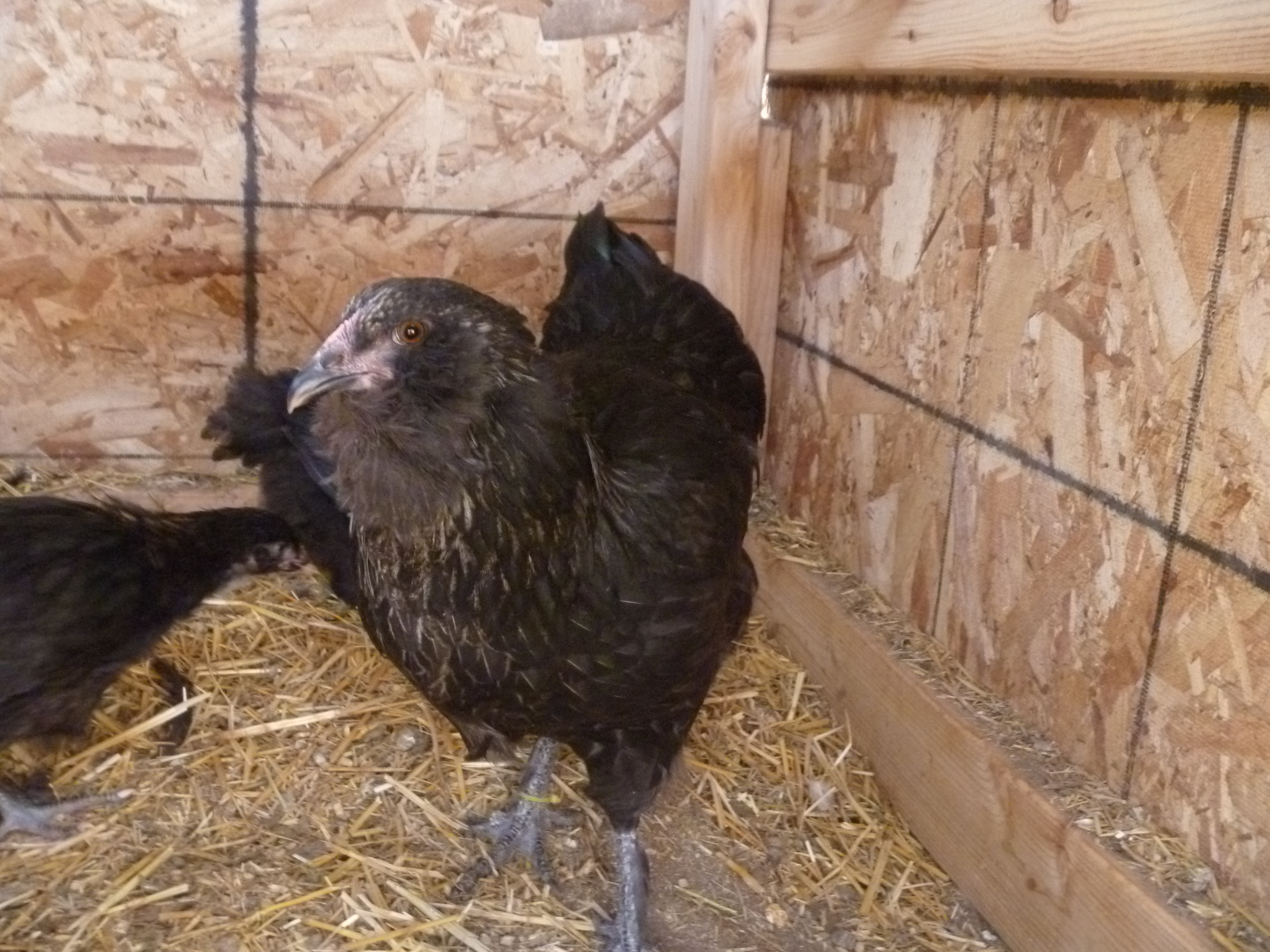 Flower, an OE pullet from pawtraitart, silver ameracauna and marans cross, 7/15/12