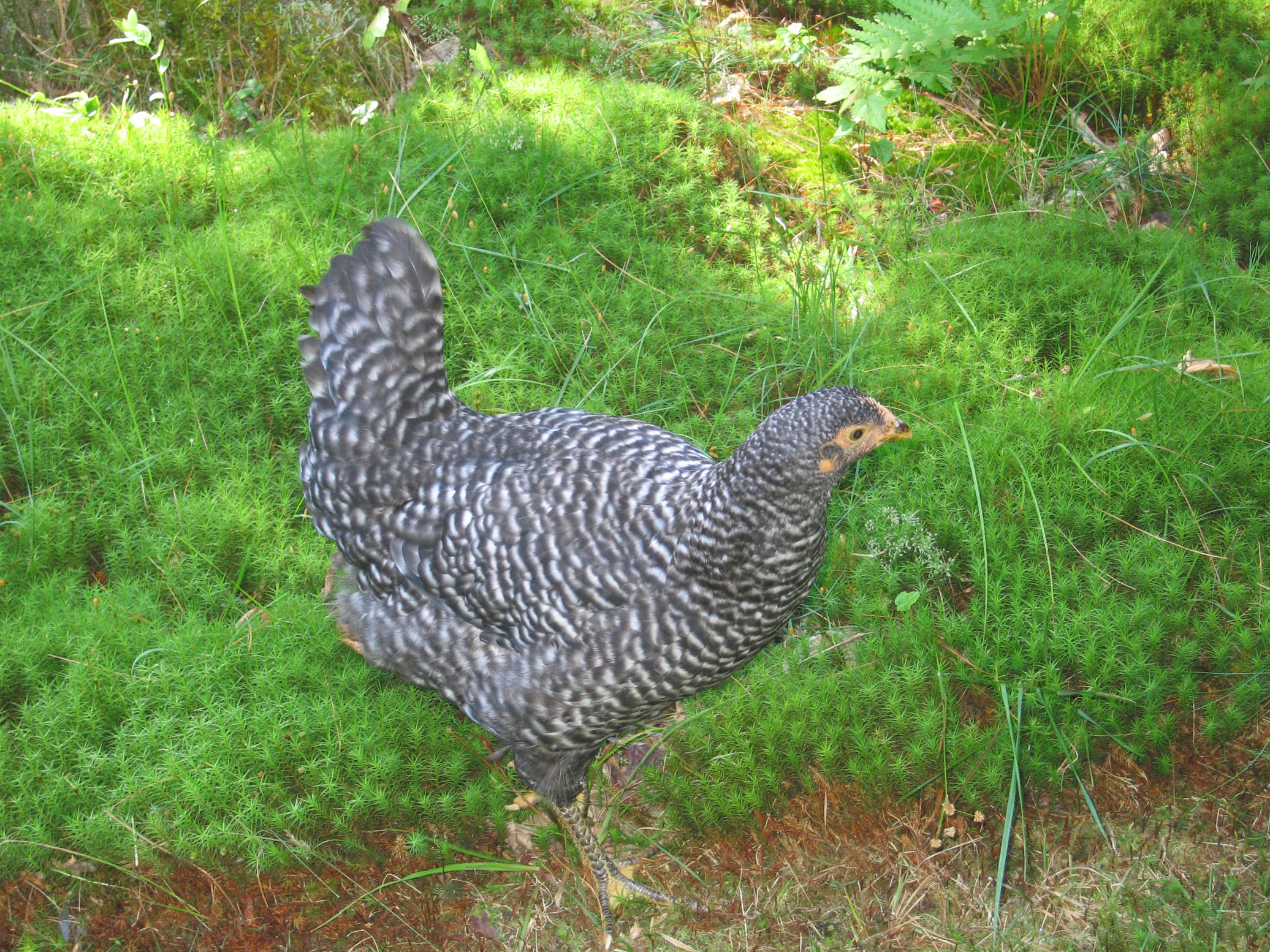 Flower looking pretty as always, she's great about keeping her tail up and happy.