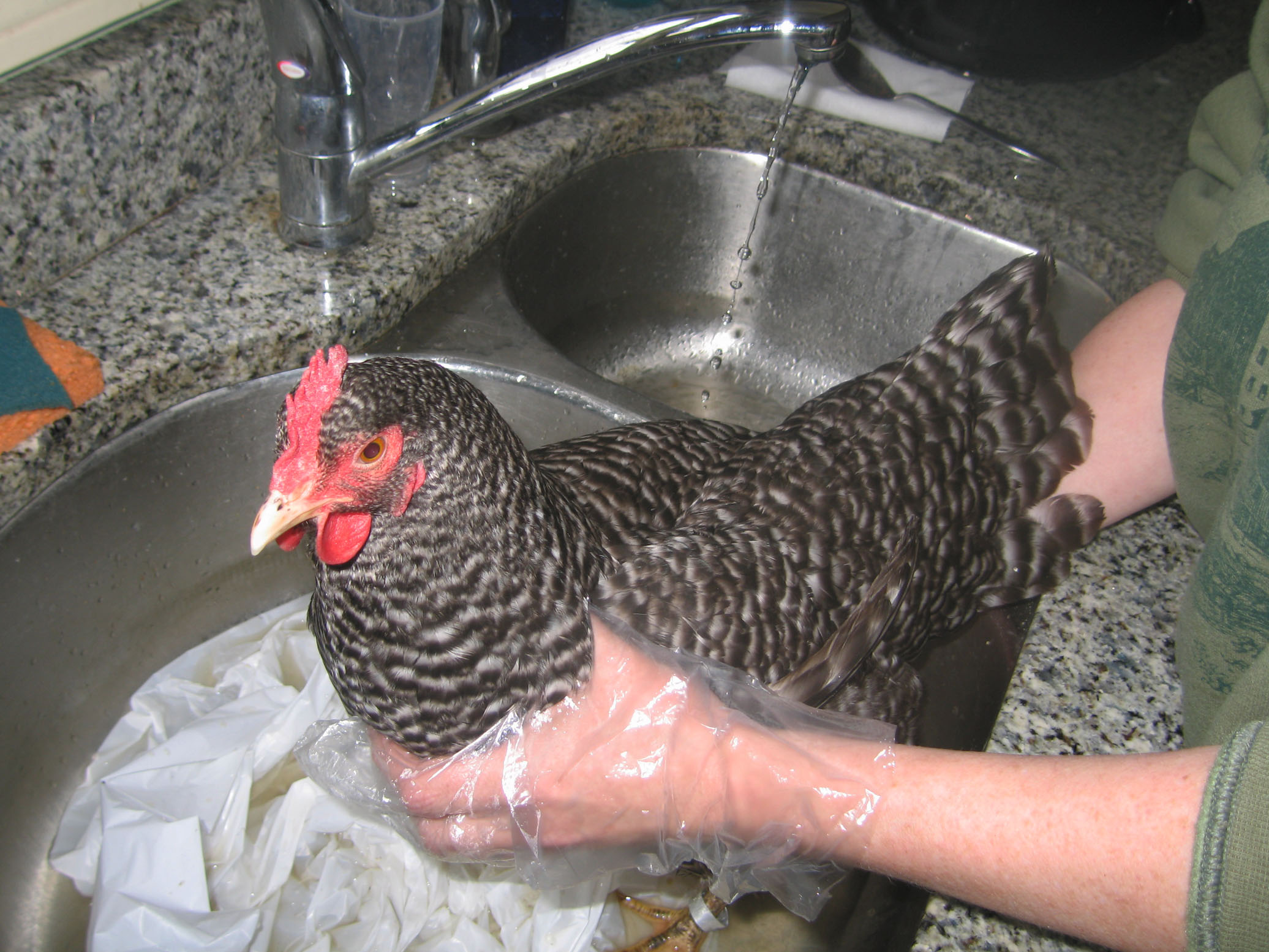 Flower's first bath.