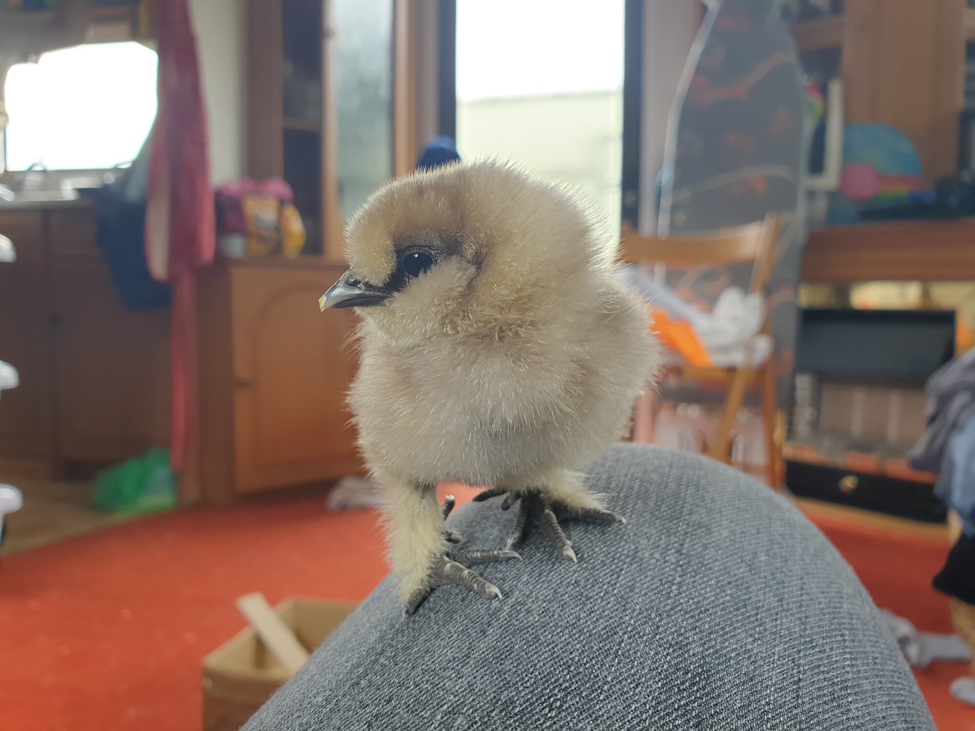 Fluff ball