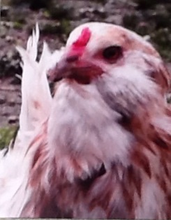 Fluff (Easter Egger Hen)